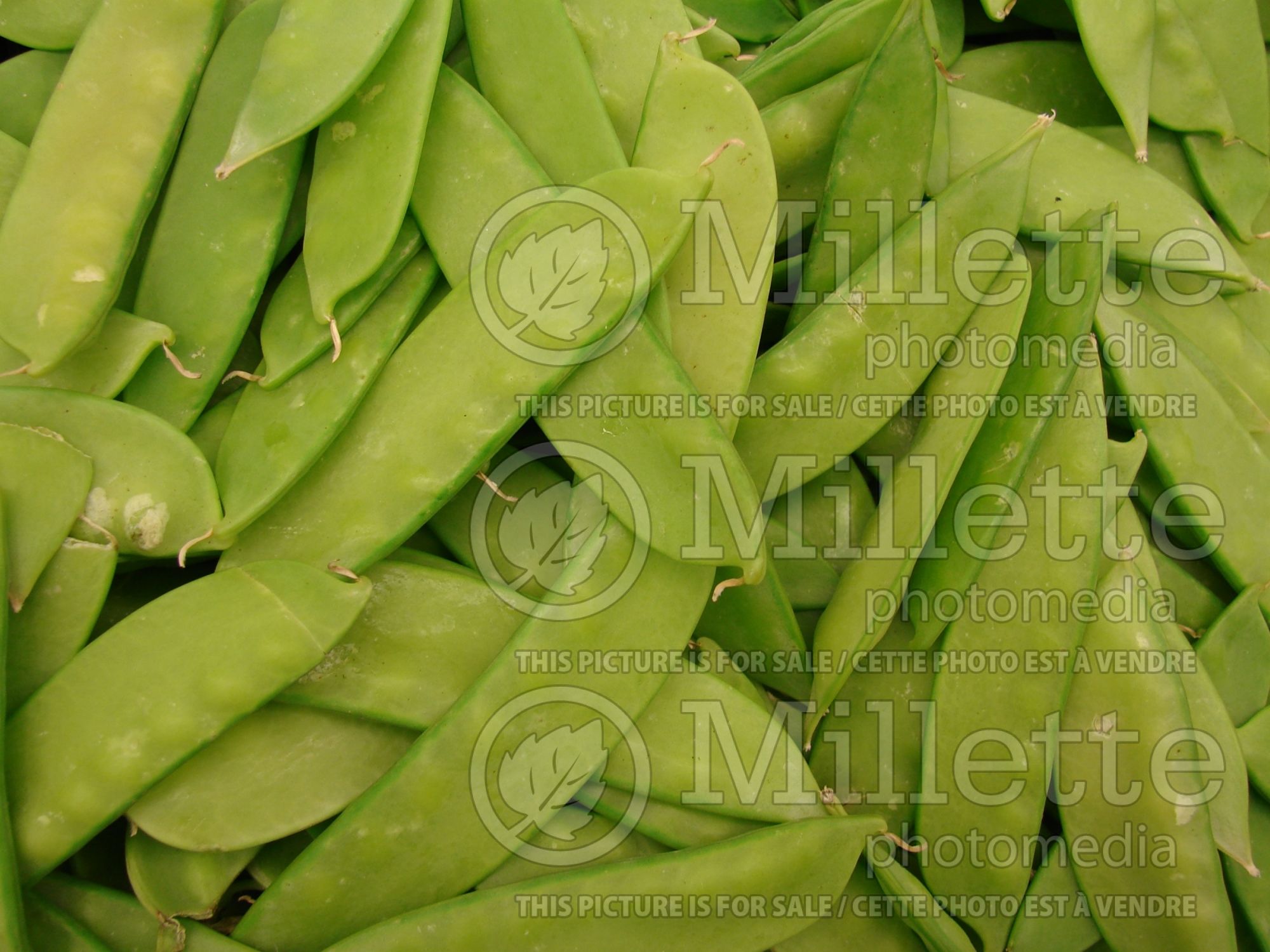 Pisum sativum macrocarpon (Sugar Snap Peas vegetable - Pois) 4