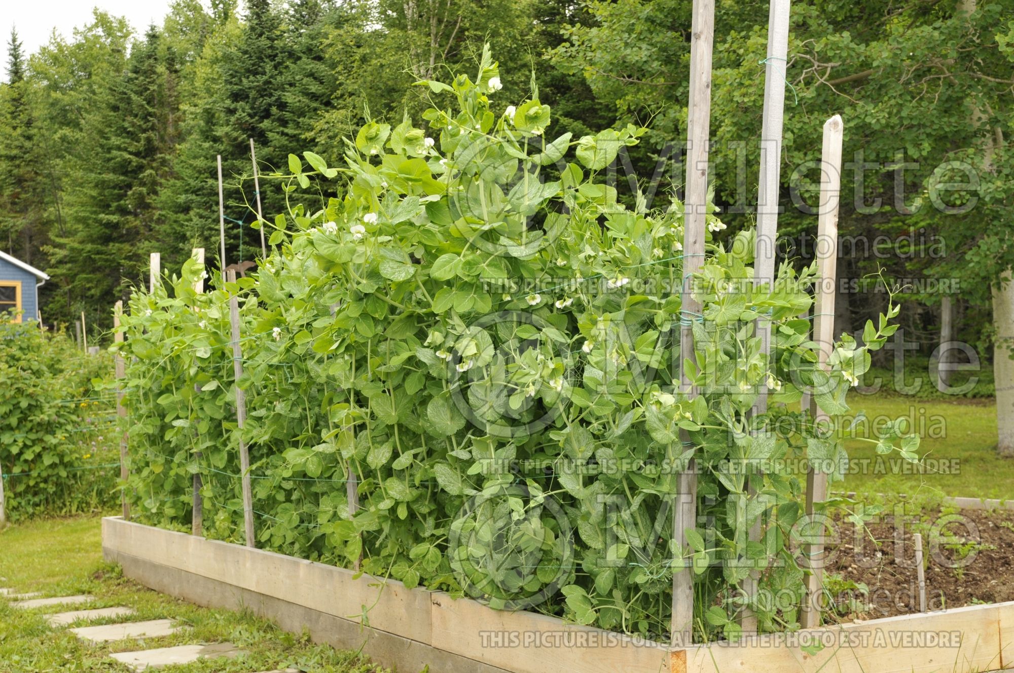Pisum sativum (Snow Pea vegetable - Pois mange-tout) 12