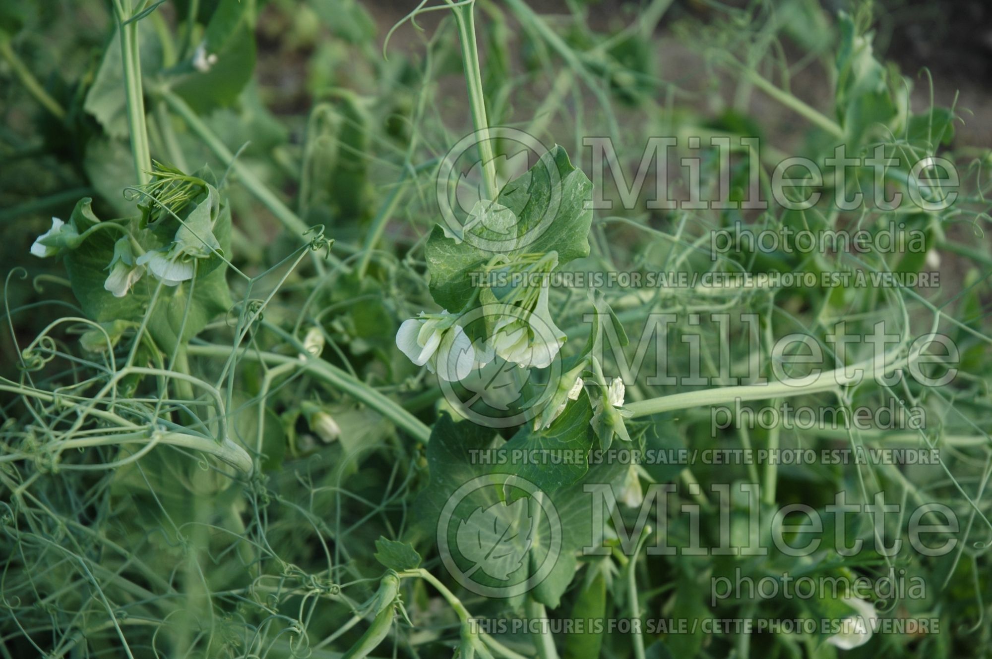 Pisum Novella (Pea vegetable - Pois) 1