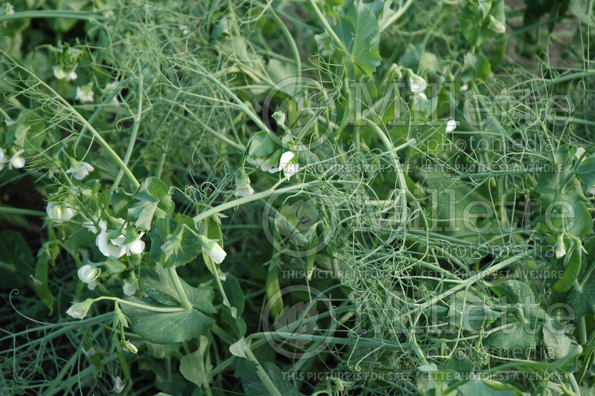Pisum Novella (Pea vegetable - Pois) 2