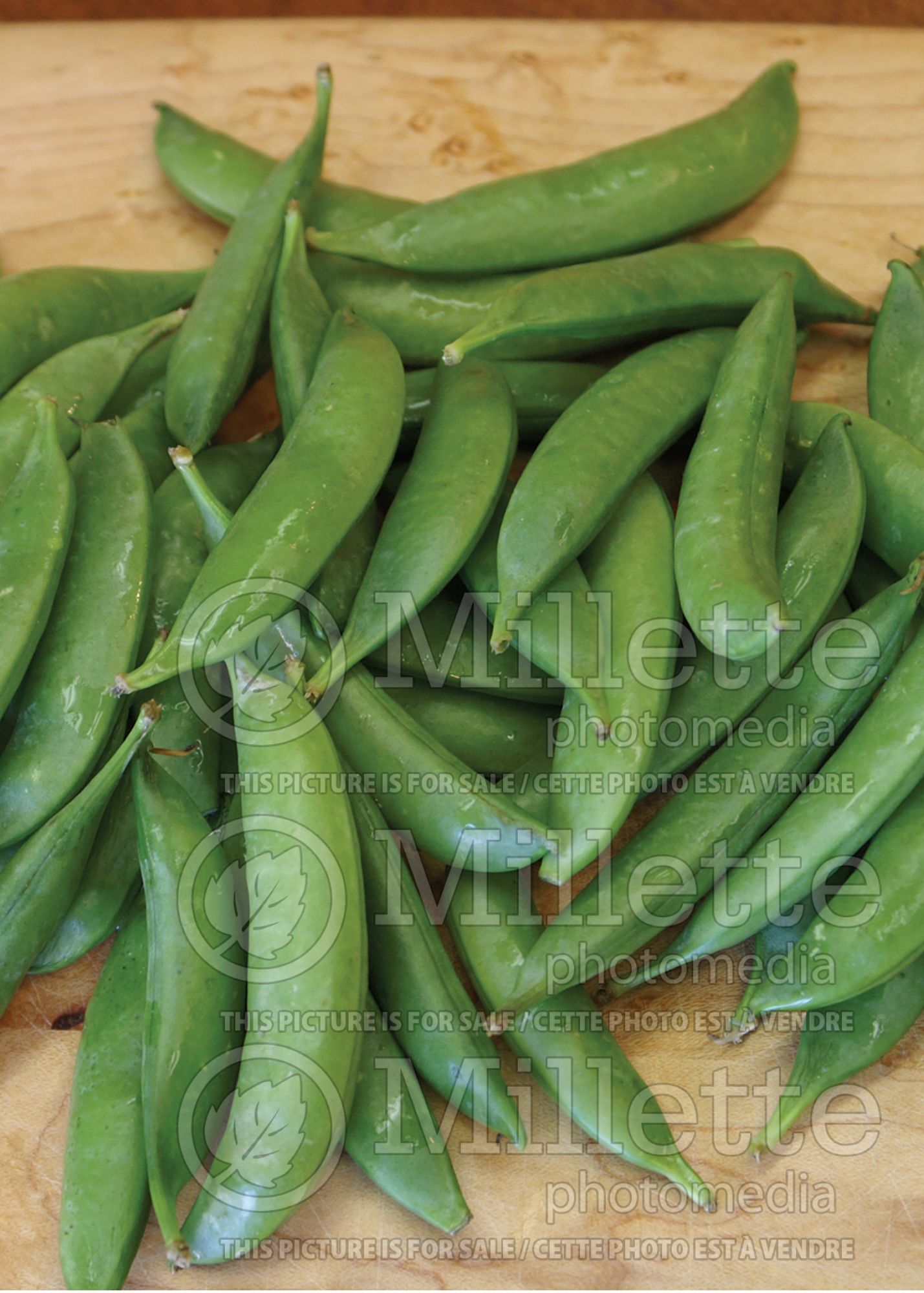 Pisum Sugar Snap (Snow Pea – vegetable - Pois mange-tout) 8