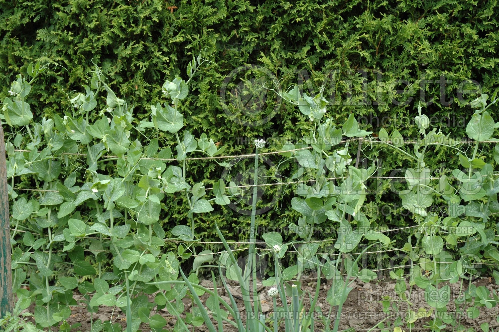 Pisum sativum (Snow Pea vegetable - Pois mange-tout) 5