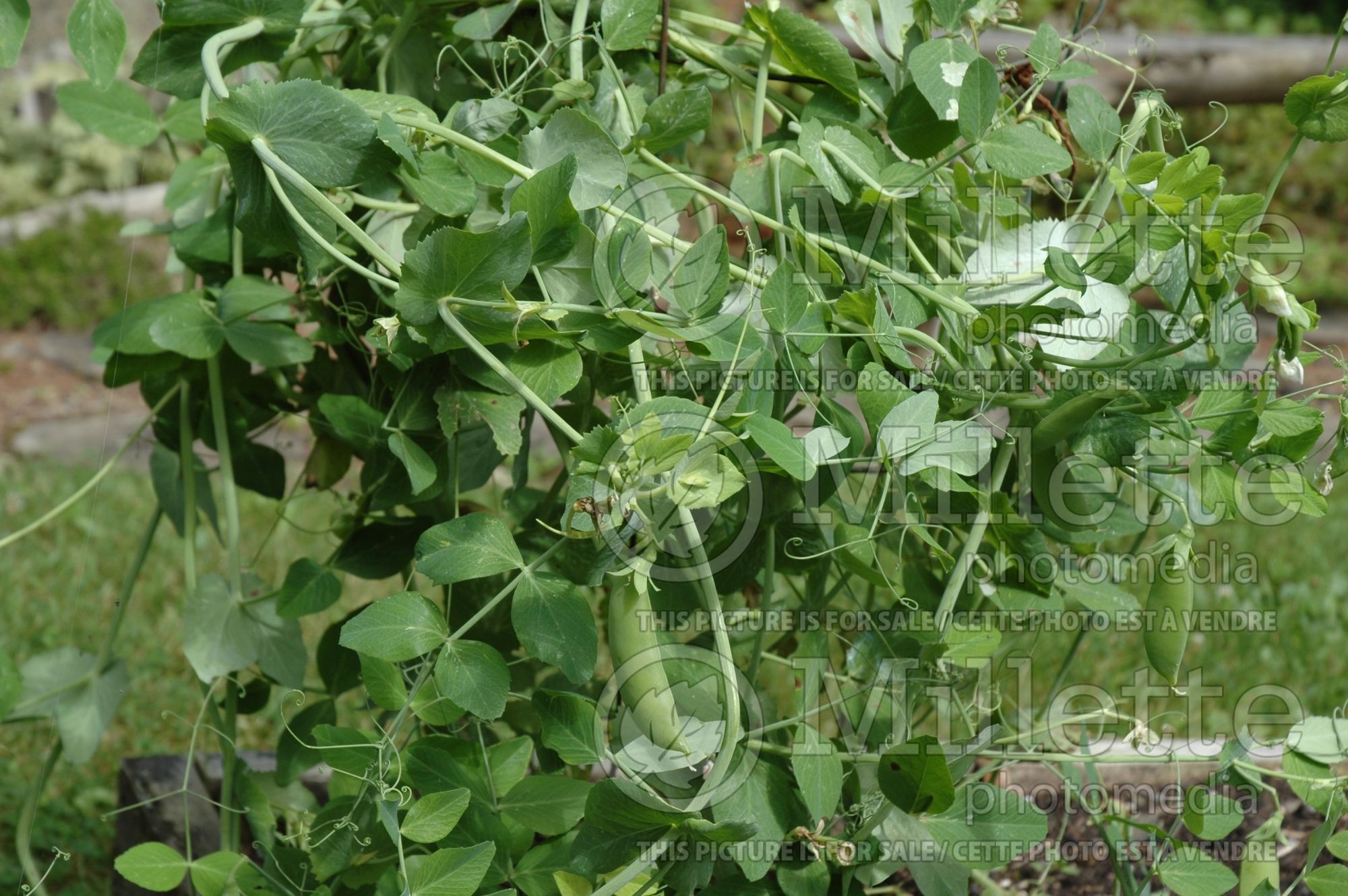 Pisum sativum (Snow Pea vegetable - Pois mange-tout) 6