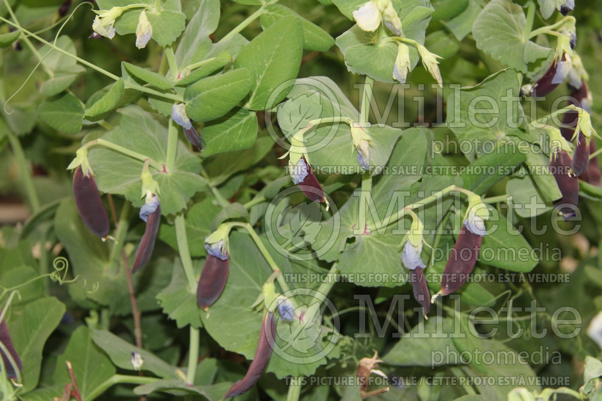 Pisum Shiraz (Snow Pea) 1