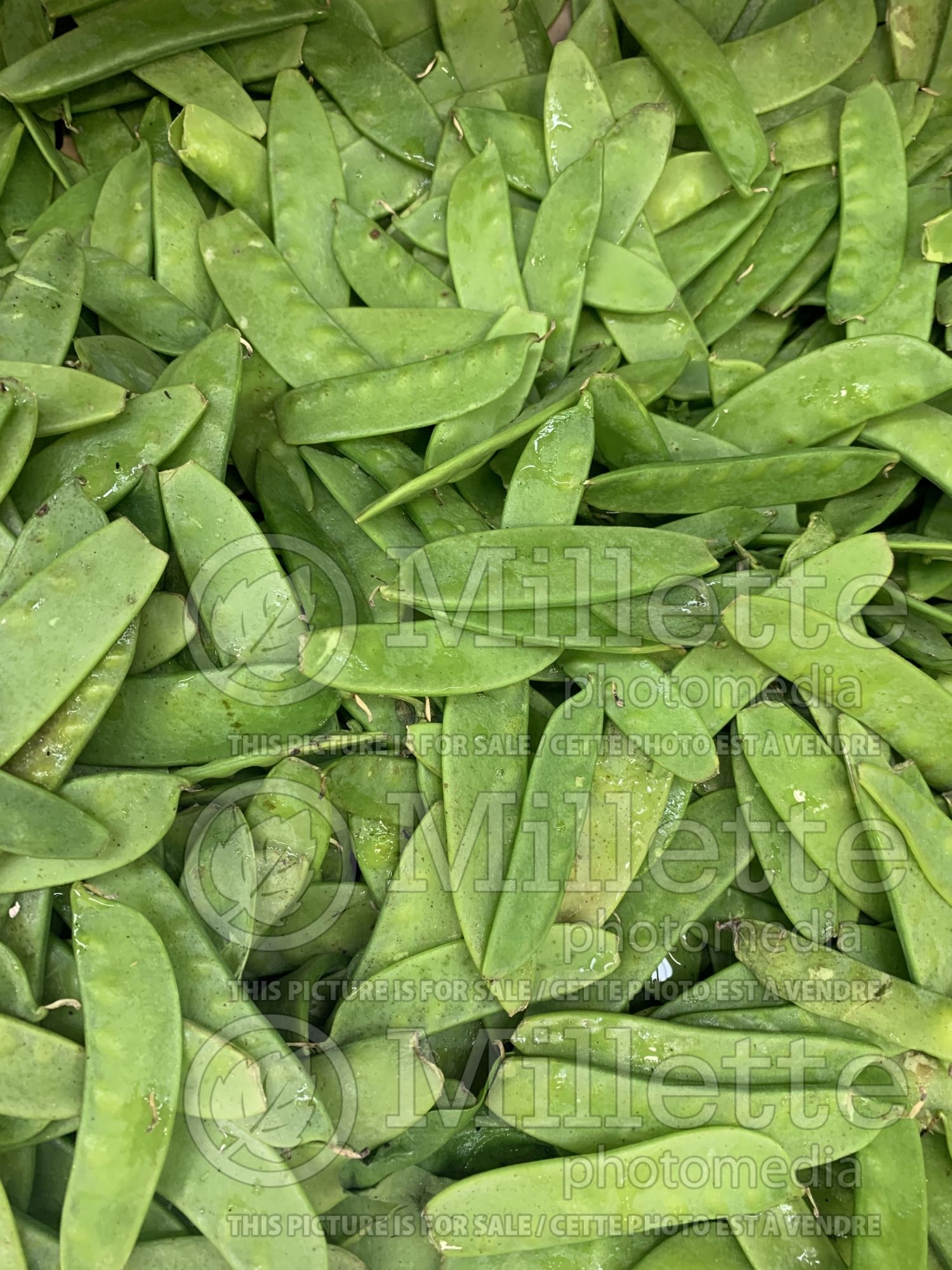 Pisum sativum (Snow Pea vegetable) 10