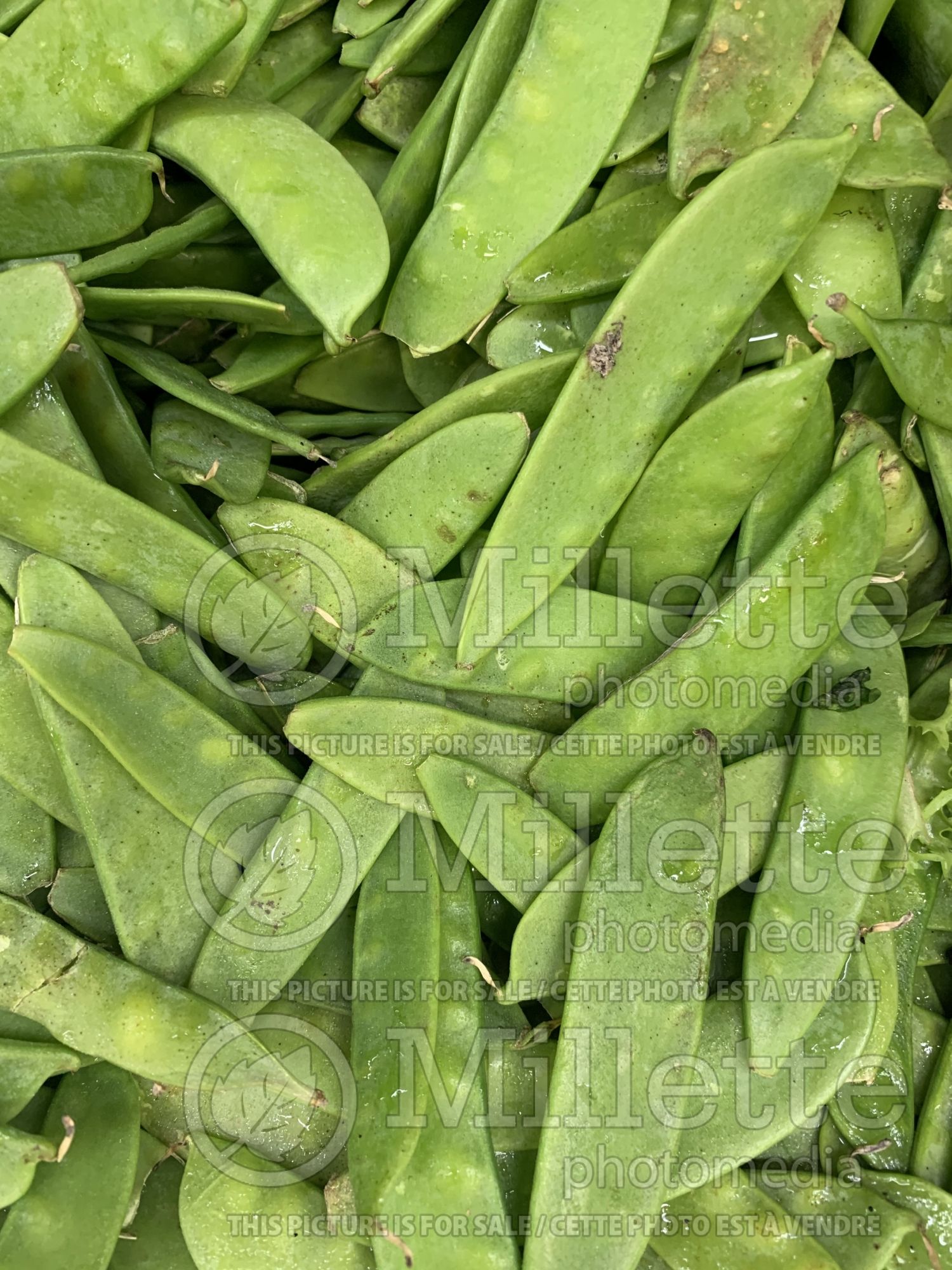 Pisum Sugar Snap (Snow Pea – vegetable - Pois mange-tout) 7