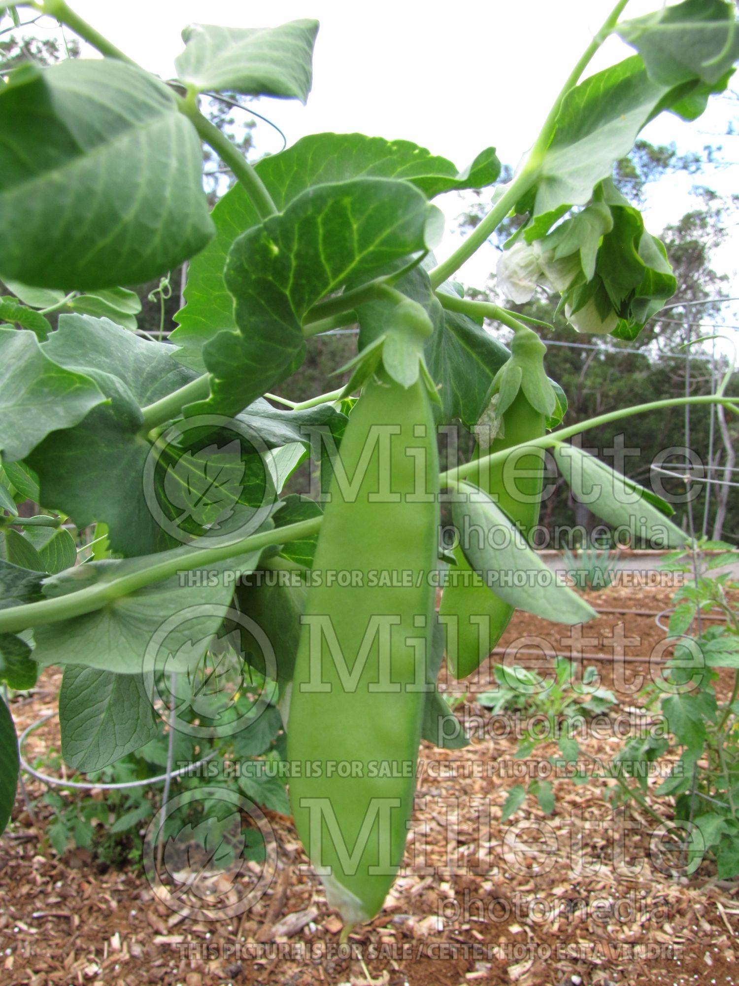 Pisum Sugar Snap (Snow Pea – vegetable - Pois mange-tout) 9