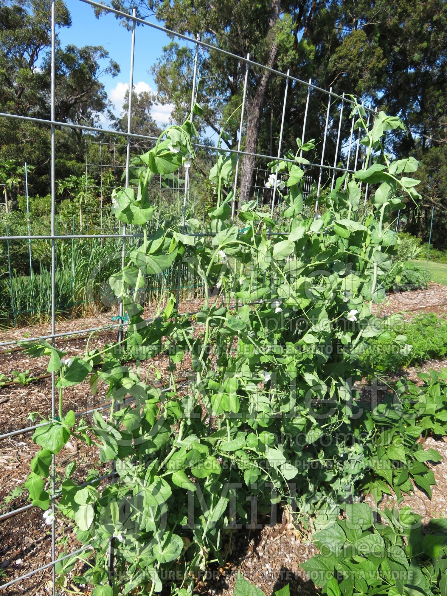 Pisum Sugar Snap (Snow Pea – vegetable - Pois mange-tout) 10