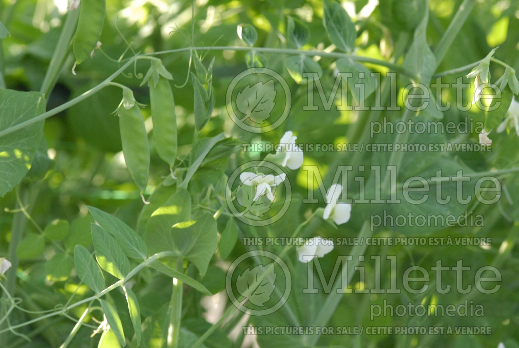 Pisum Tall Telephone (Pea vegetable - Pois) 1