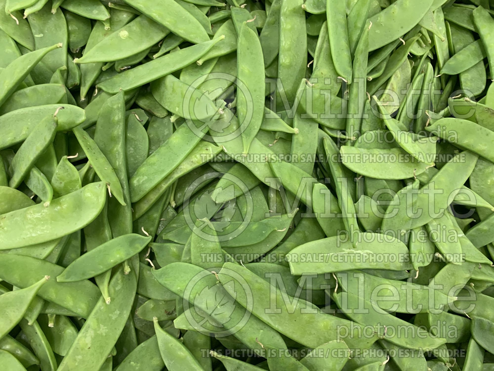 Pisum sativum (Snow Pea vegetable) 9