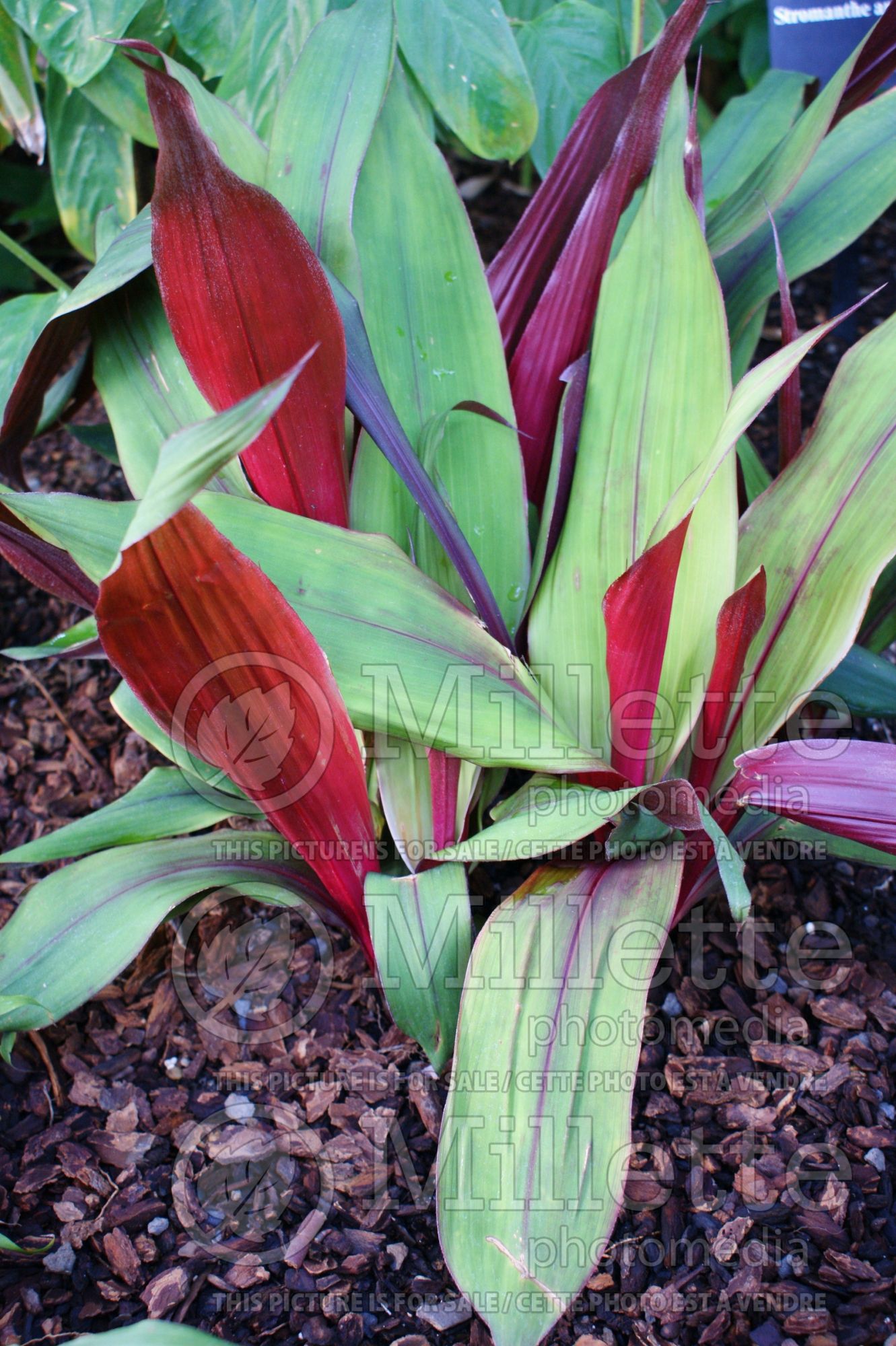 Pitcairnia sanguinea (Bromeliad) 1