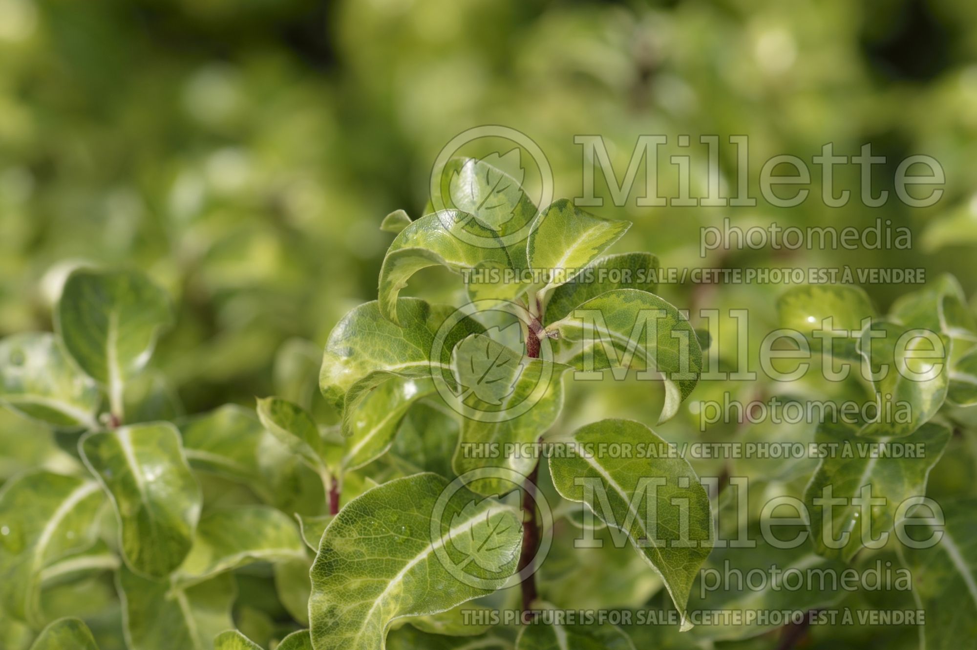 Pittosporum Gold Star (Pittosporum) 1