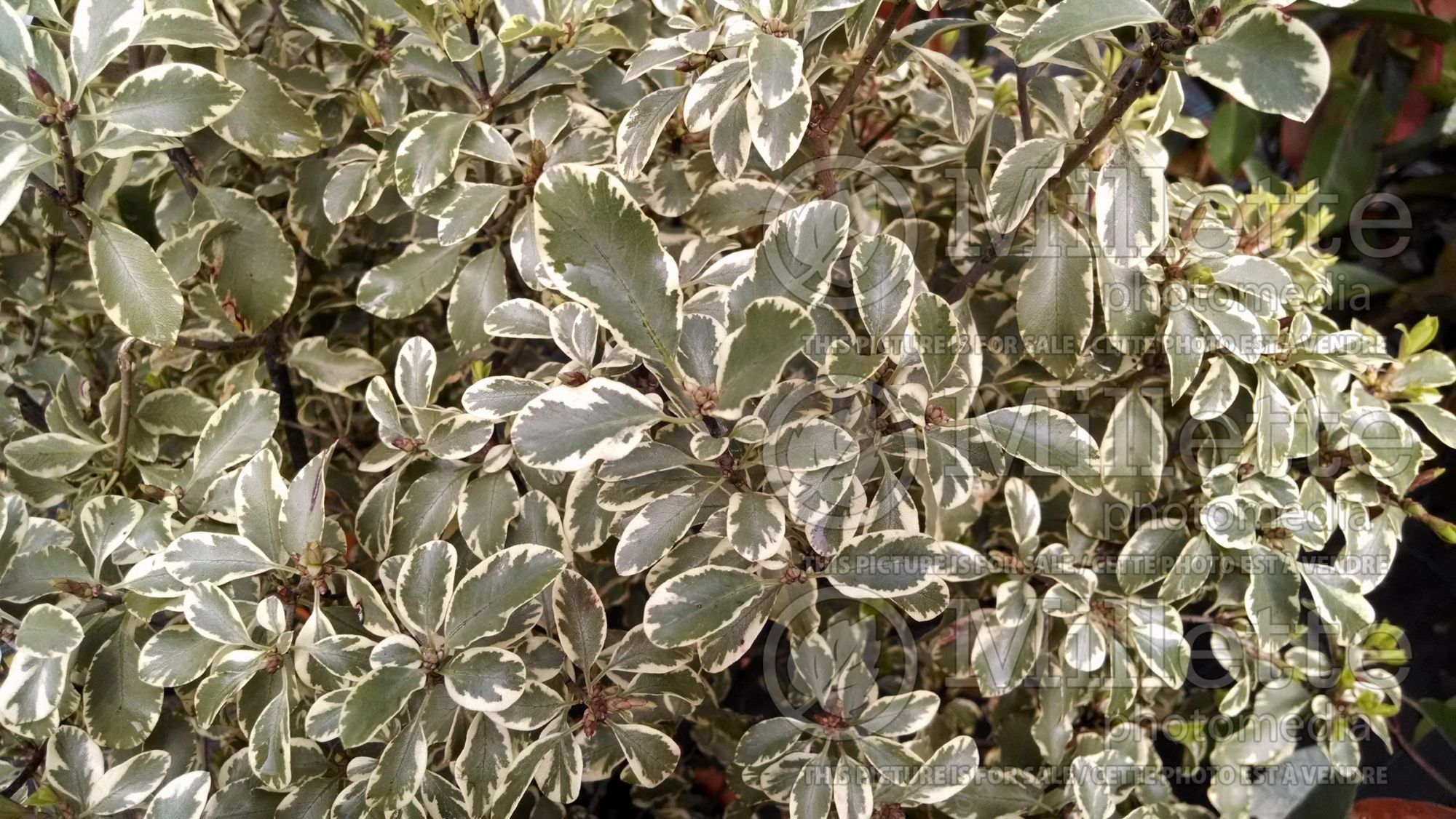 Pittosporum Variegatum (Pittosporum) 2