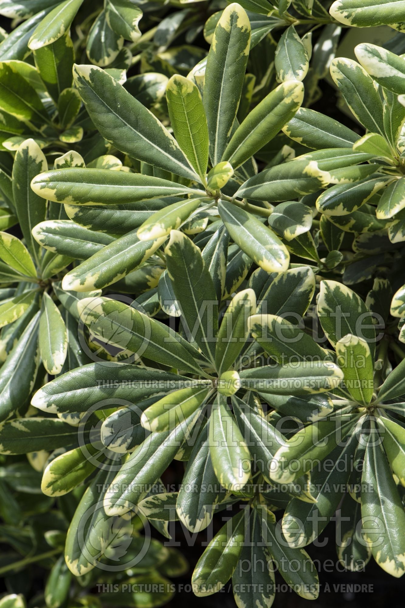 Pittosporum Creme de Mint aka Shima (Dwarf Mock Orange) 1