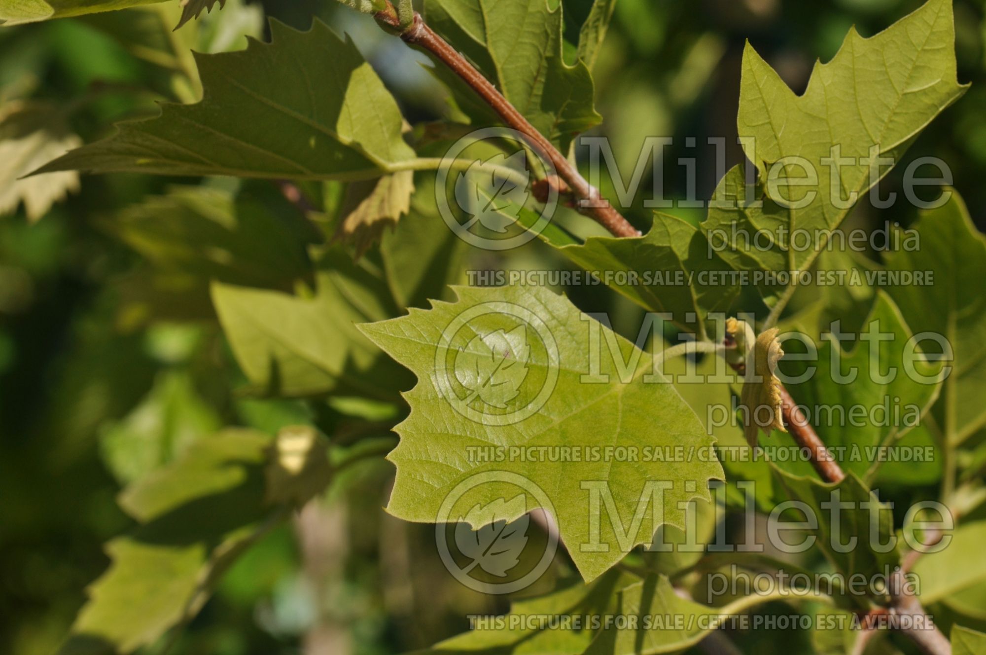 Platanus Bloodgood (London plane tree) 2