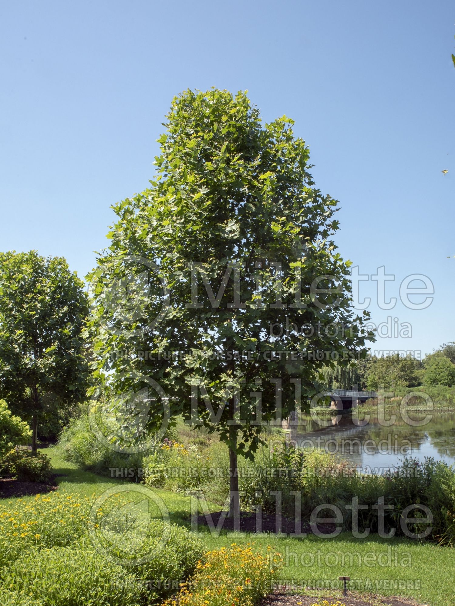 Platanus Morton Circle aka Exclamation! (London plane tree) 2