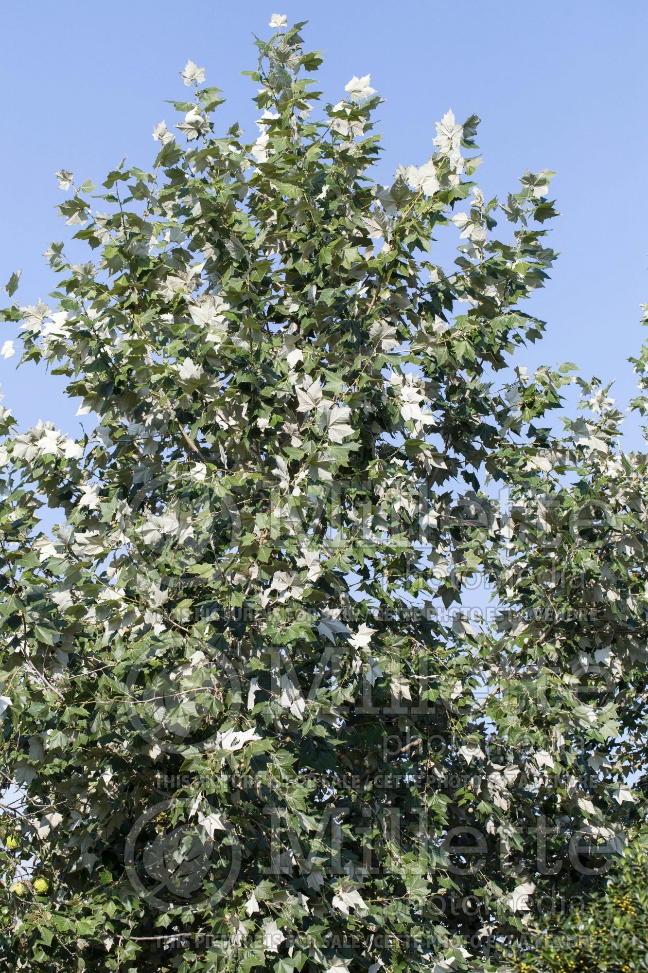 Platanus mexicanus (Mexican Sycamore) 1