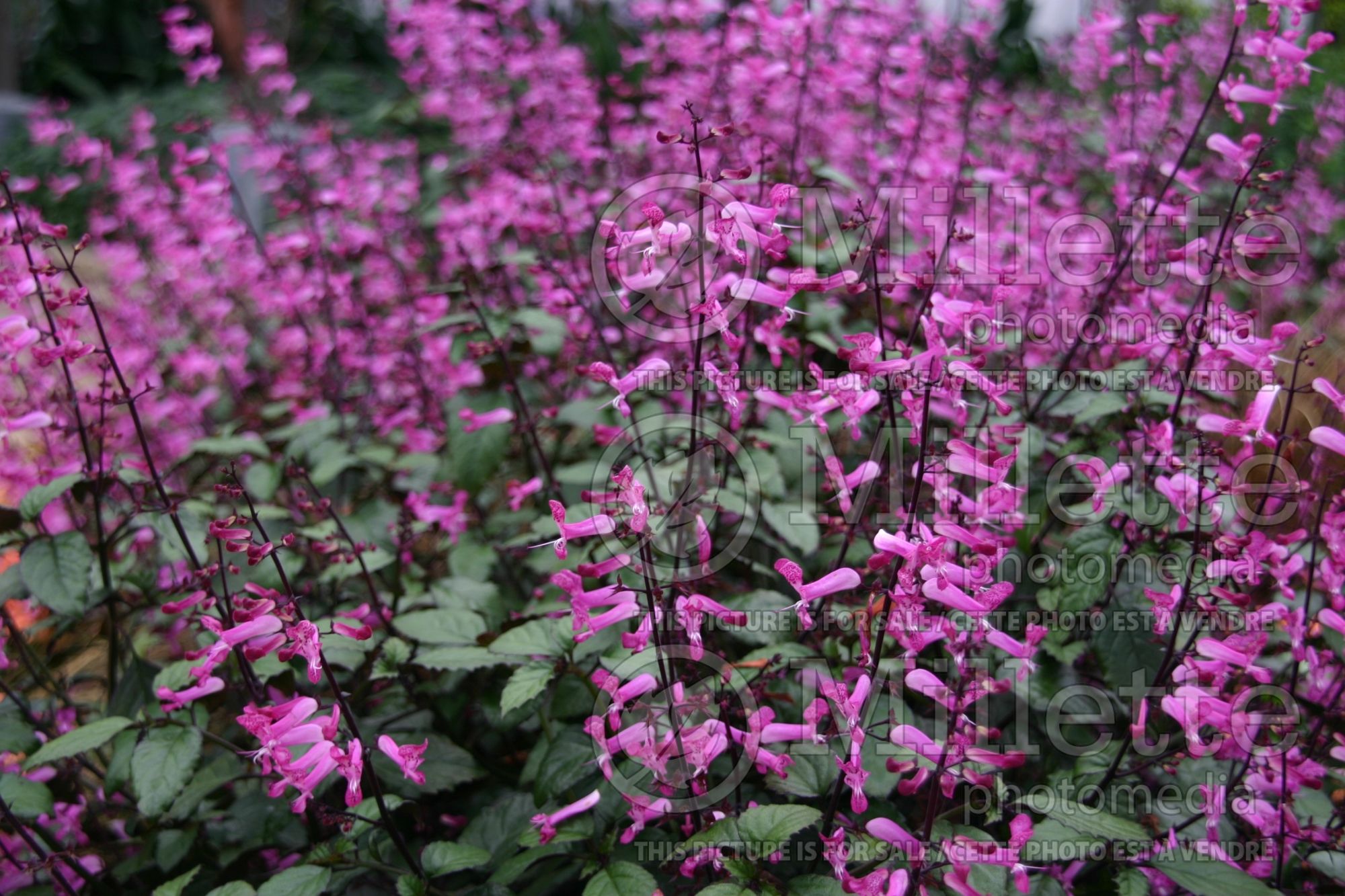 Plectranthus Cape Angels Dark Pink (Plectranthus) 1