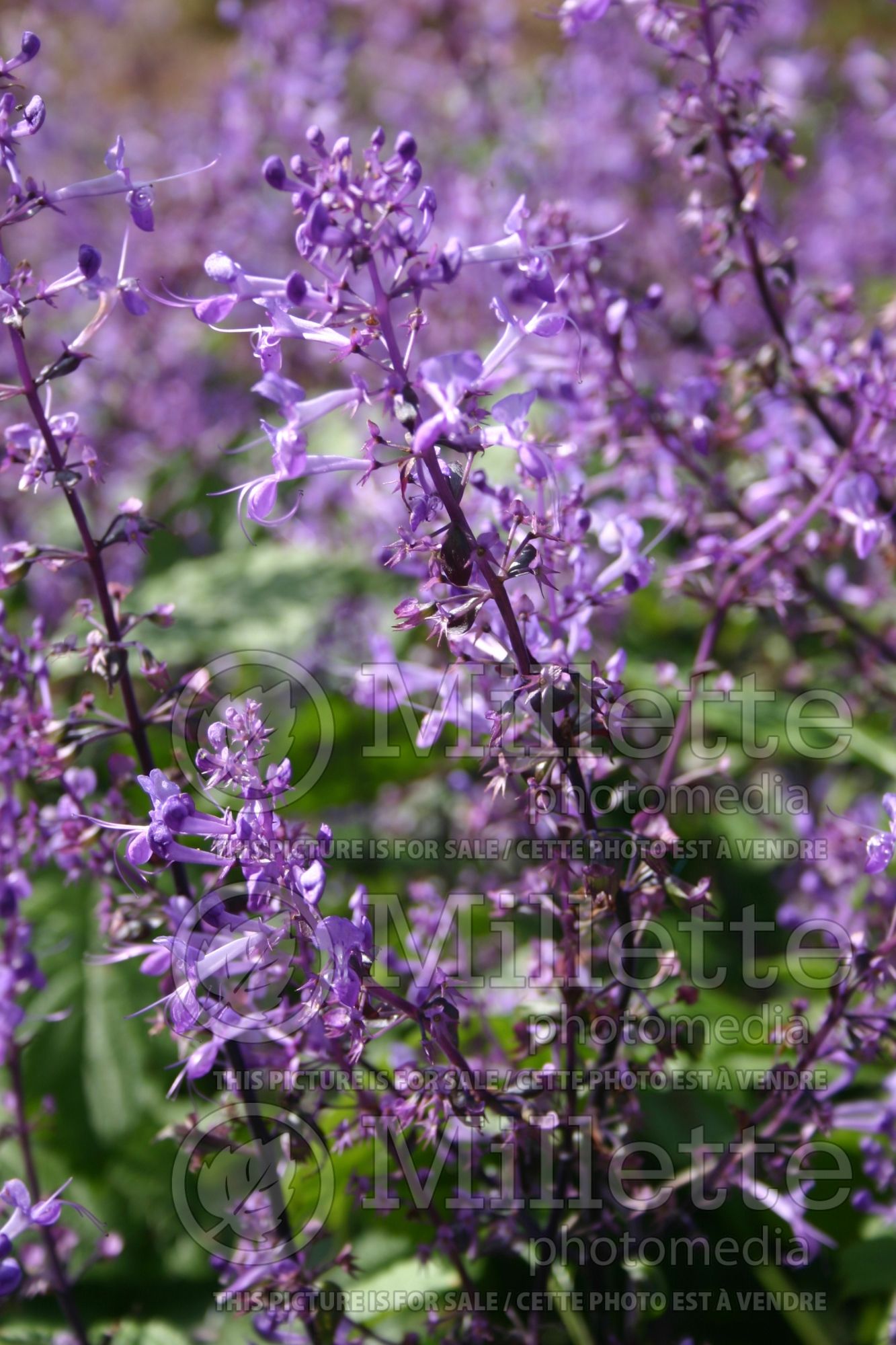 Plectranthus Purple Martin (Plectranthus) 1