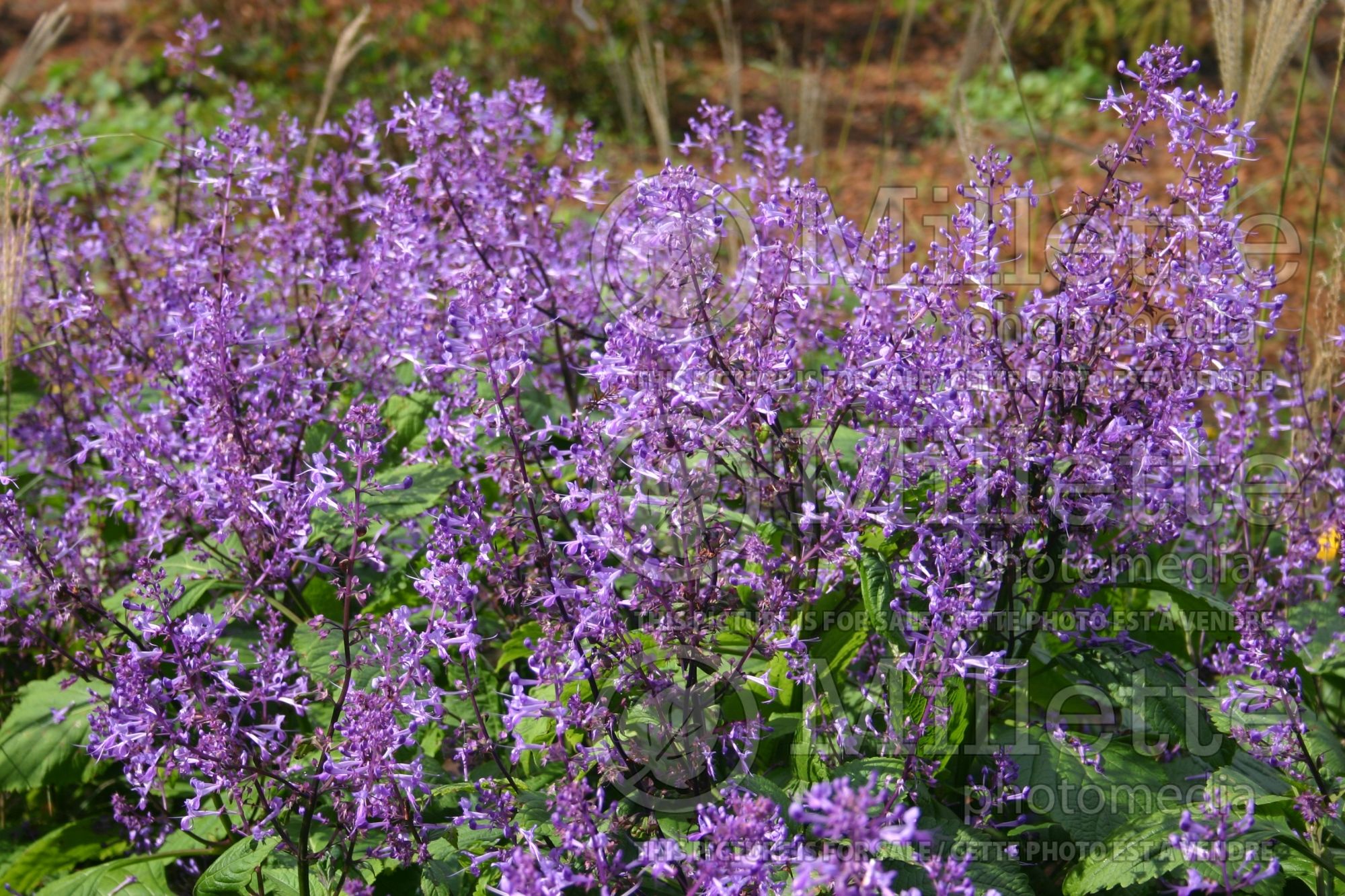 Plectranthus Purple Martin (Plectranthus) 2
