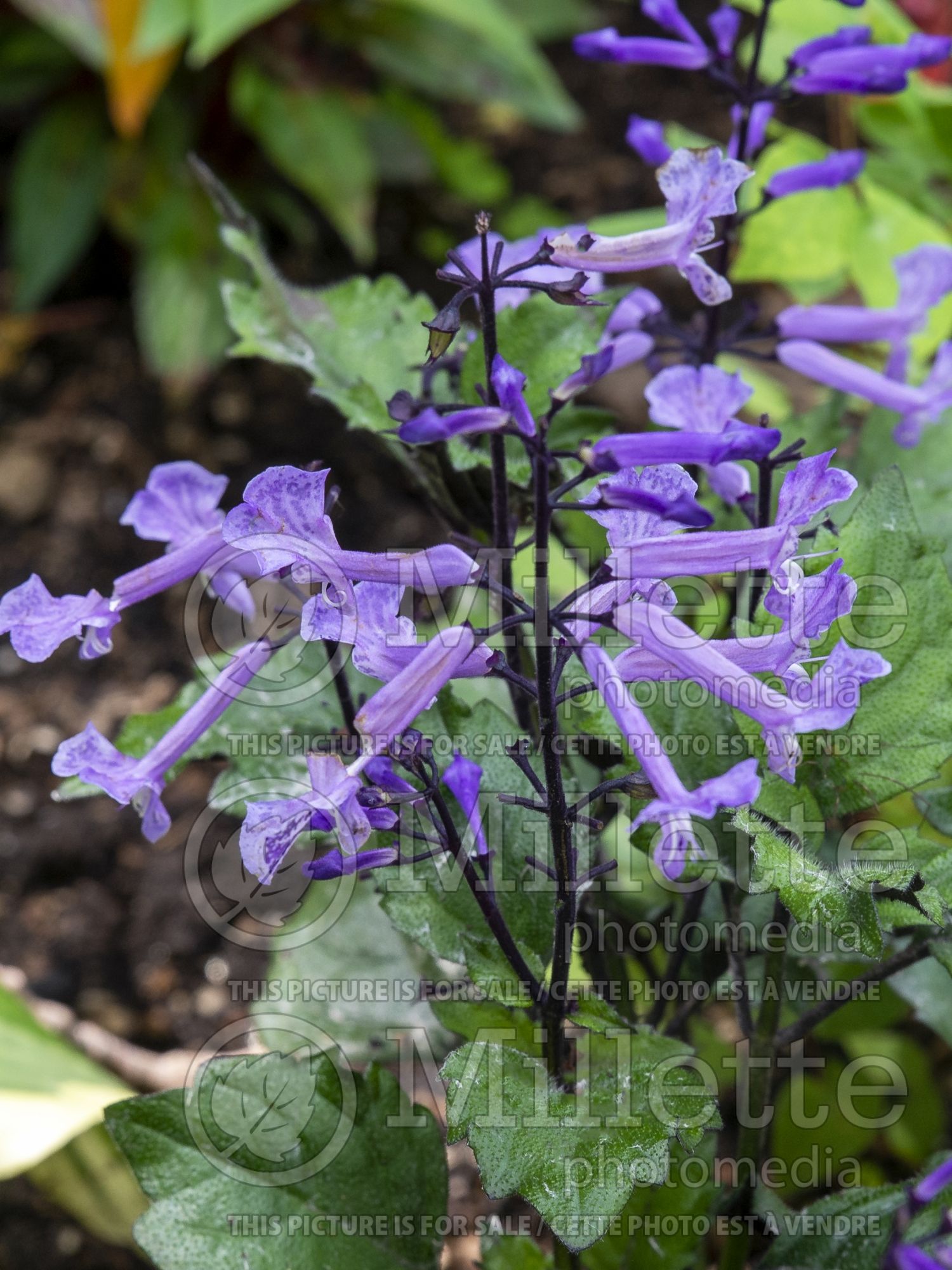 Plectranthus Velvet Elvis (Plectranthus) 1