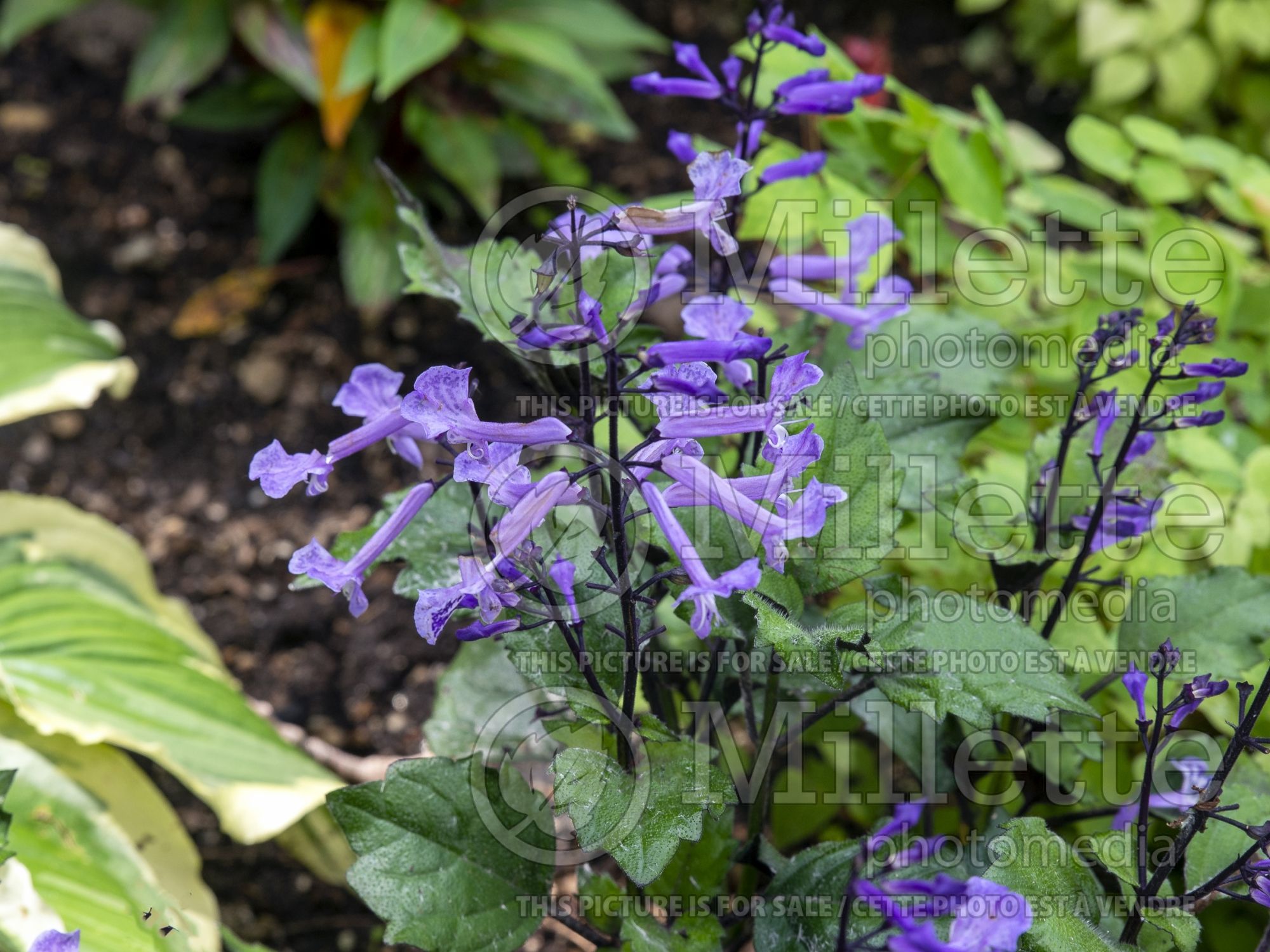 Plectranthus Velvet Elvis (Plectranthus) 2