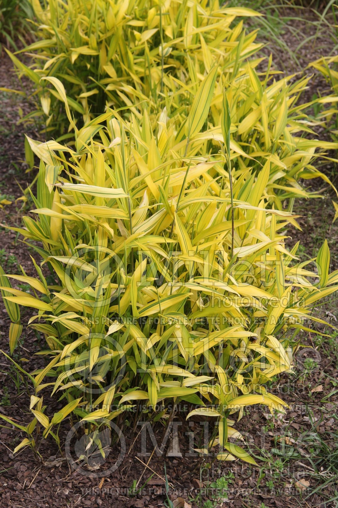 Pleioblastus viridistriatus (Dwarf Greenstripe grass) 1