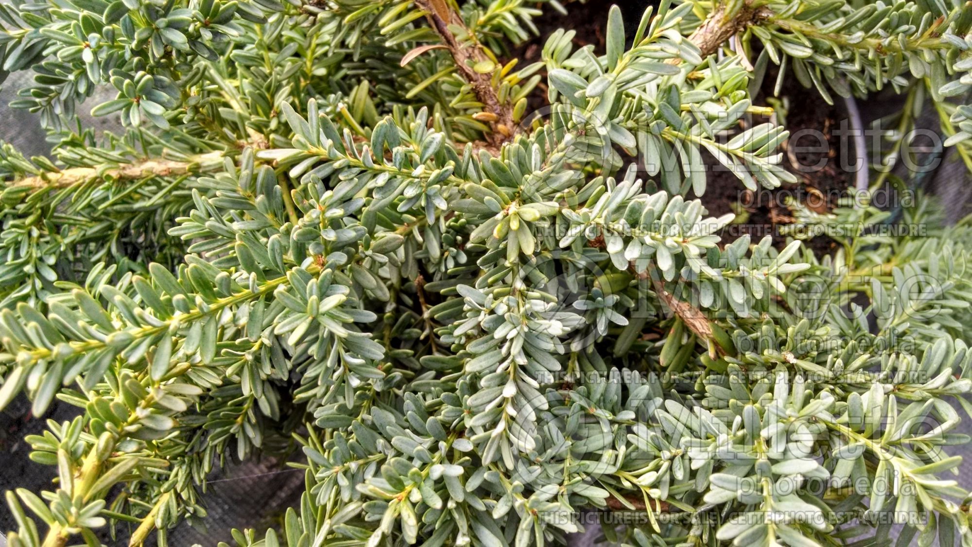 Podocarpus Blue Gem (Alpine Plum Yew) 1