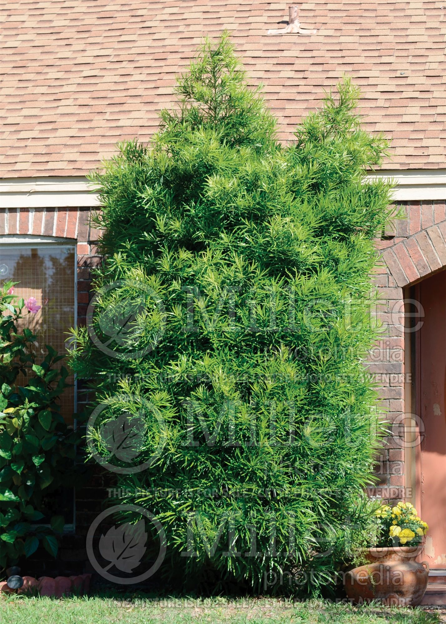 Podocarpus Maki (willow-leaf podocarp conifer) 3