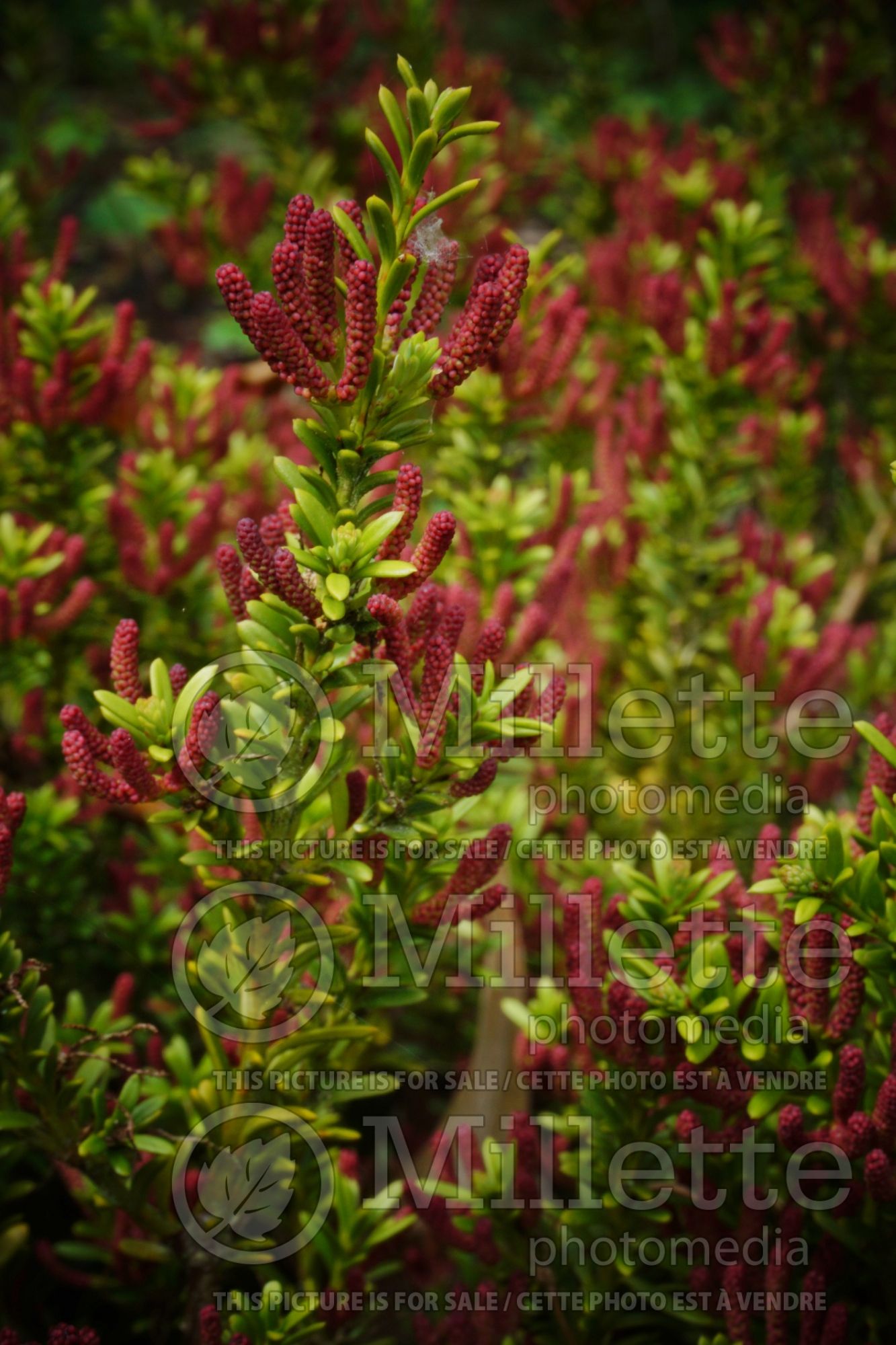 Podocarpus Clarence (mountain or snow totara conifer) 3