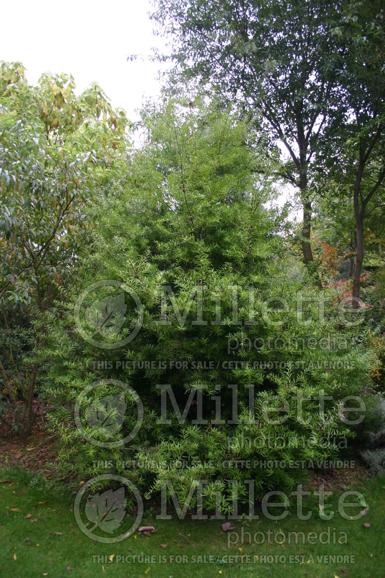 Podocarpus salignus (willow-leaf podocarp conifer) 3