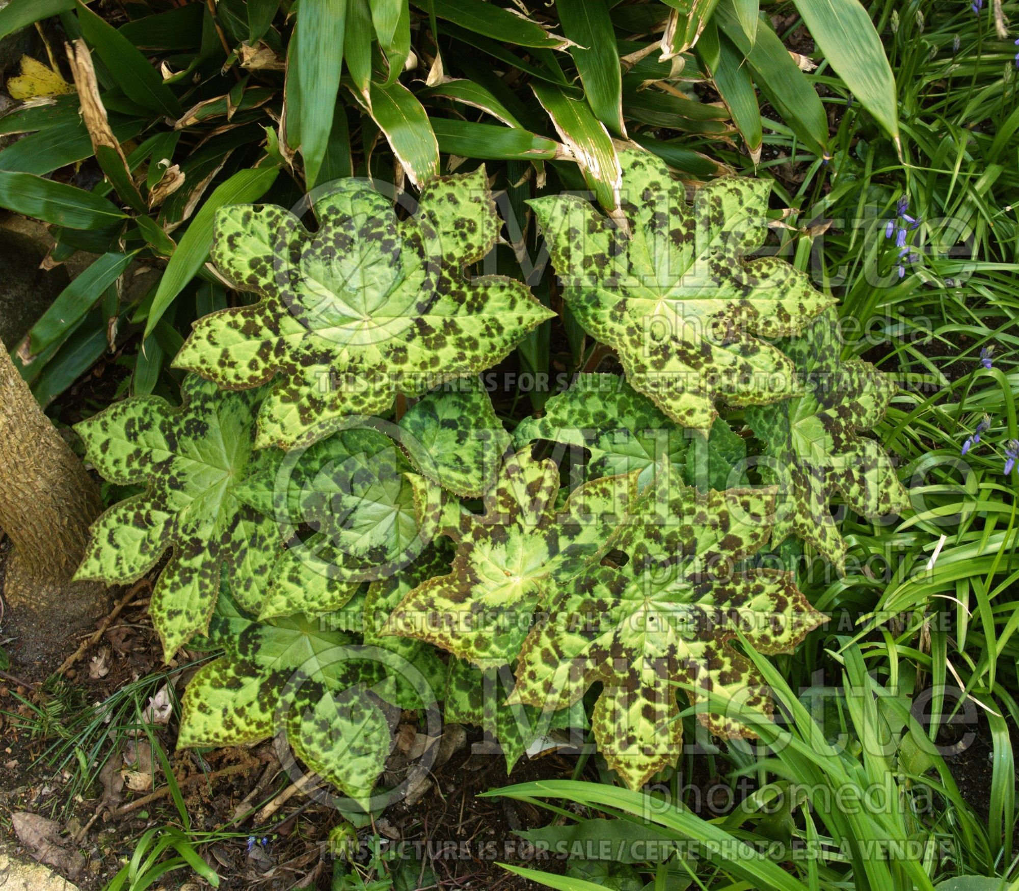 Podophyllum Kaleidoscope (Mayapple) 3