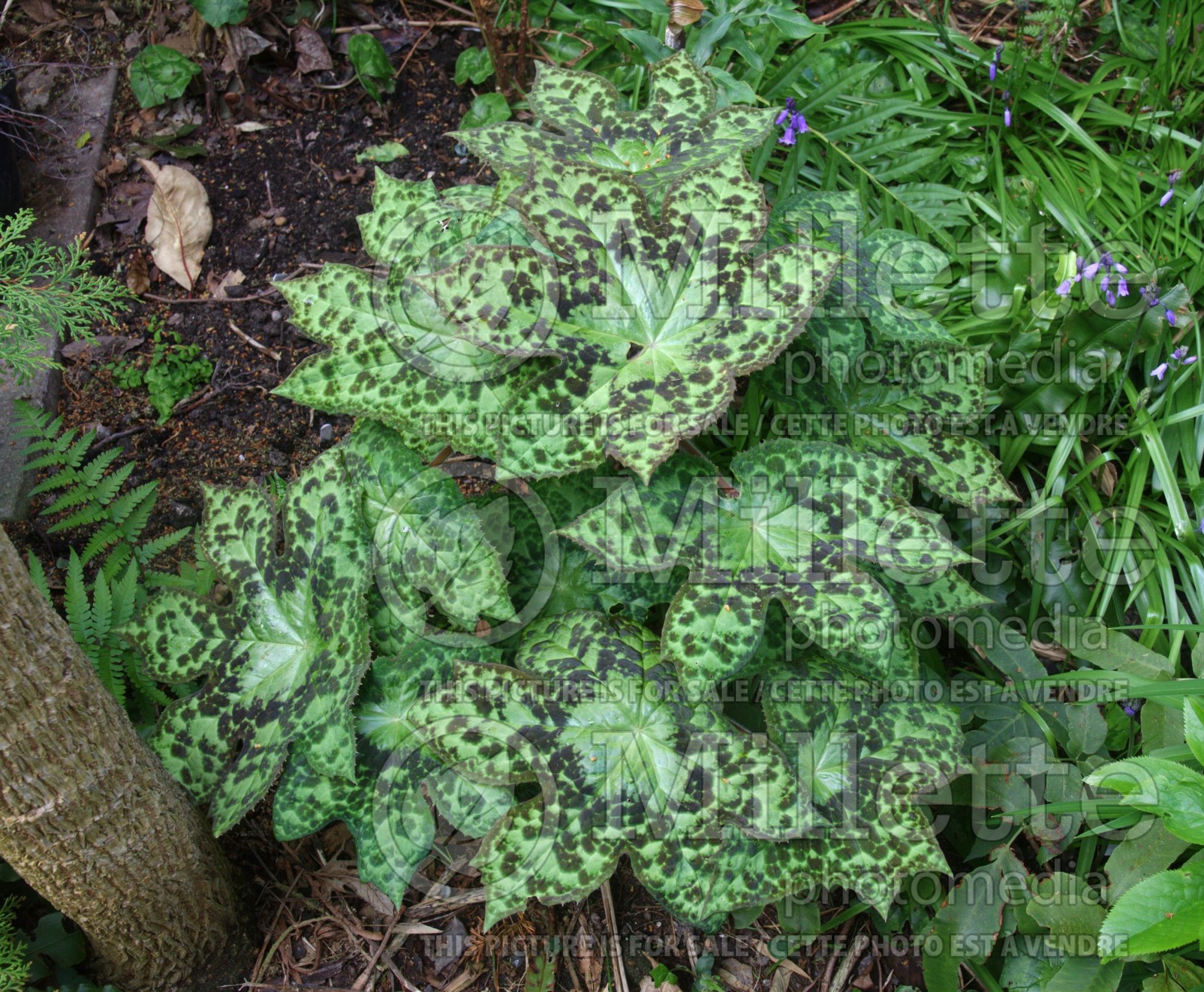 Podophyllum Kaleidoscope (Mayapple) 4