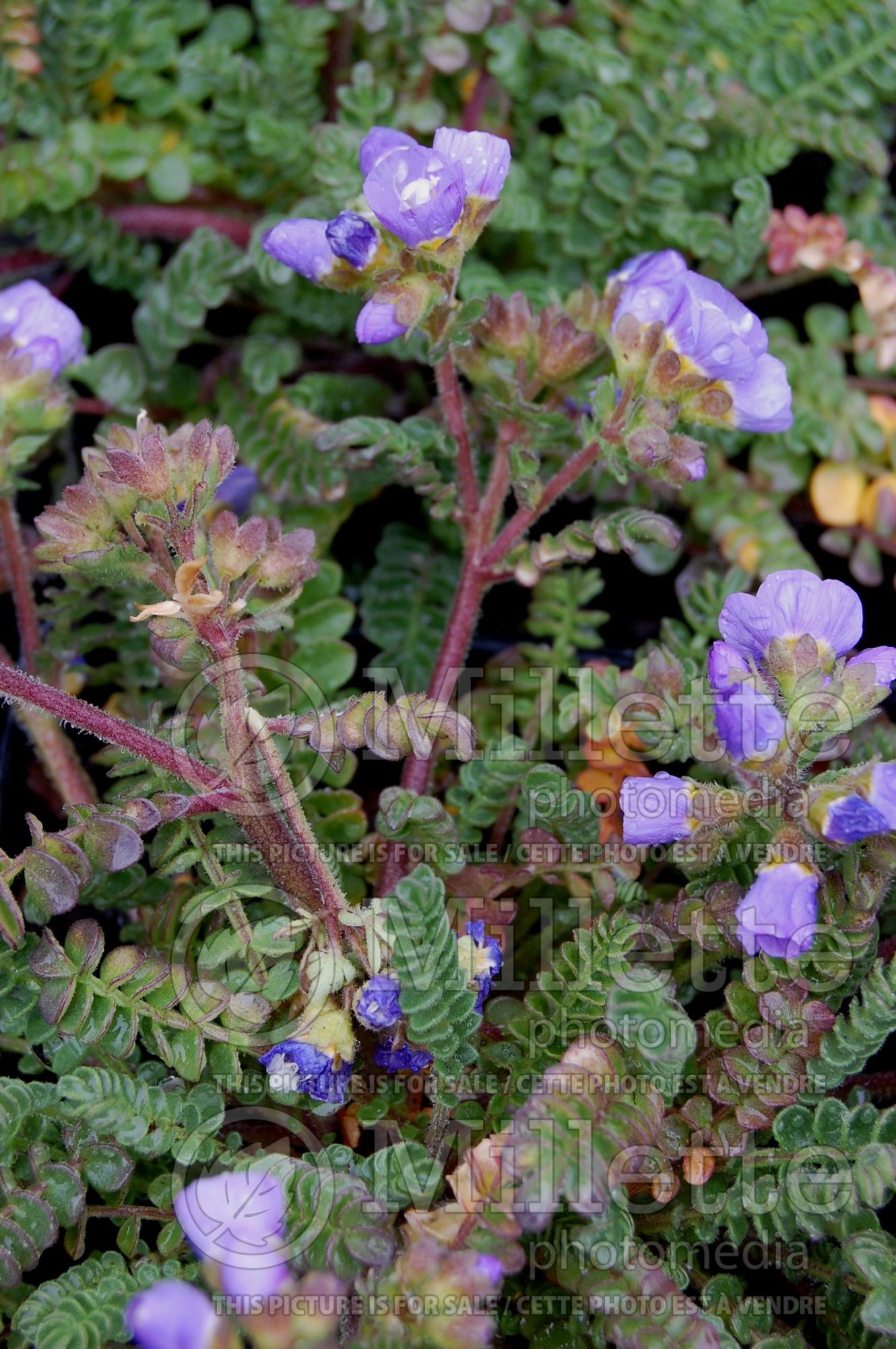 Polemonium San Juan Skies aka Iceberg Point (Jacob's Ladder) 2