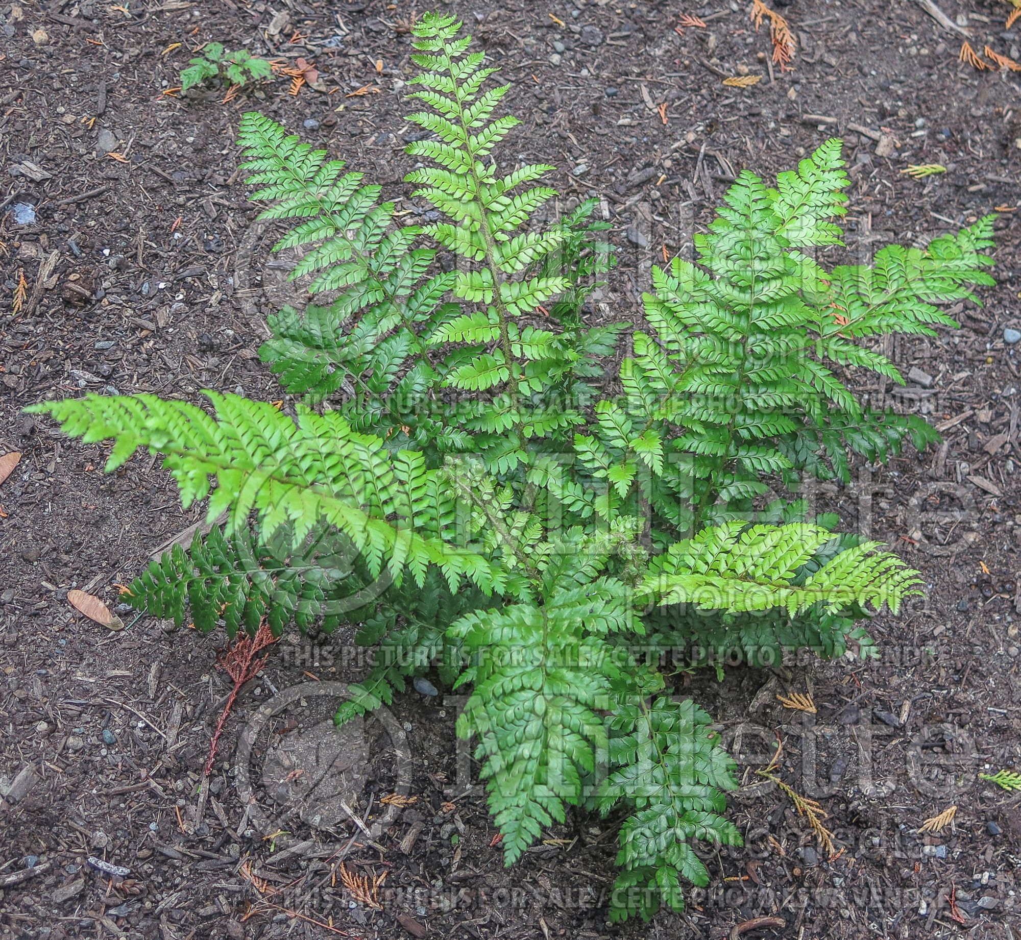 Polystichum dycei (Dyce's holly fern - fougère) 3
