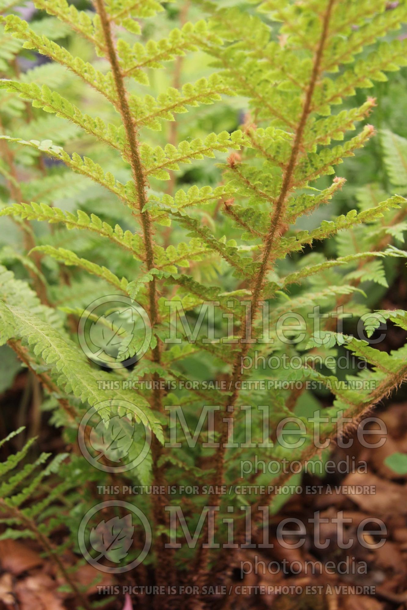 Polystichum dycei (Dyce's holly fern - fougère) 2