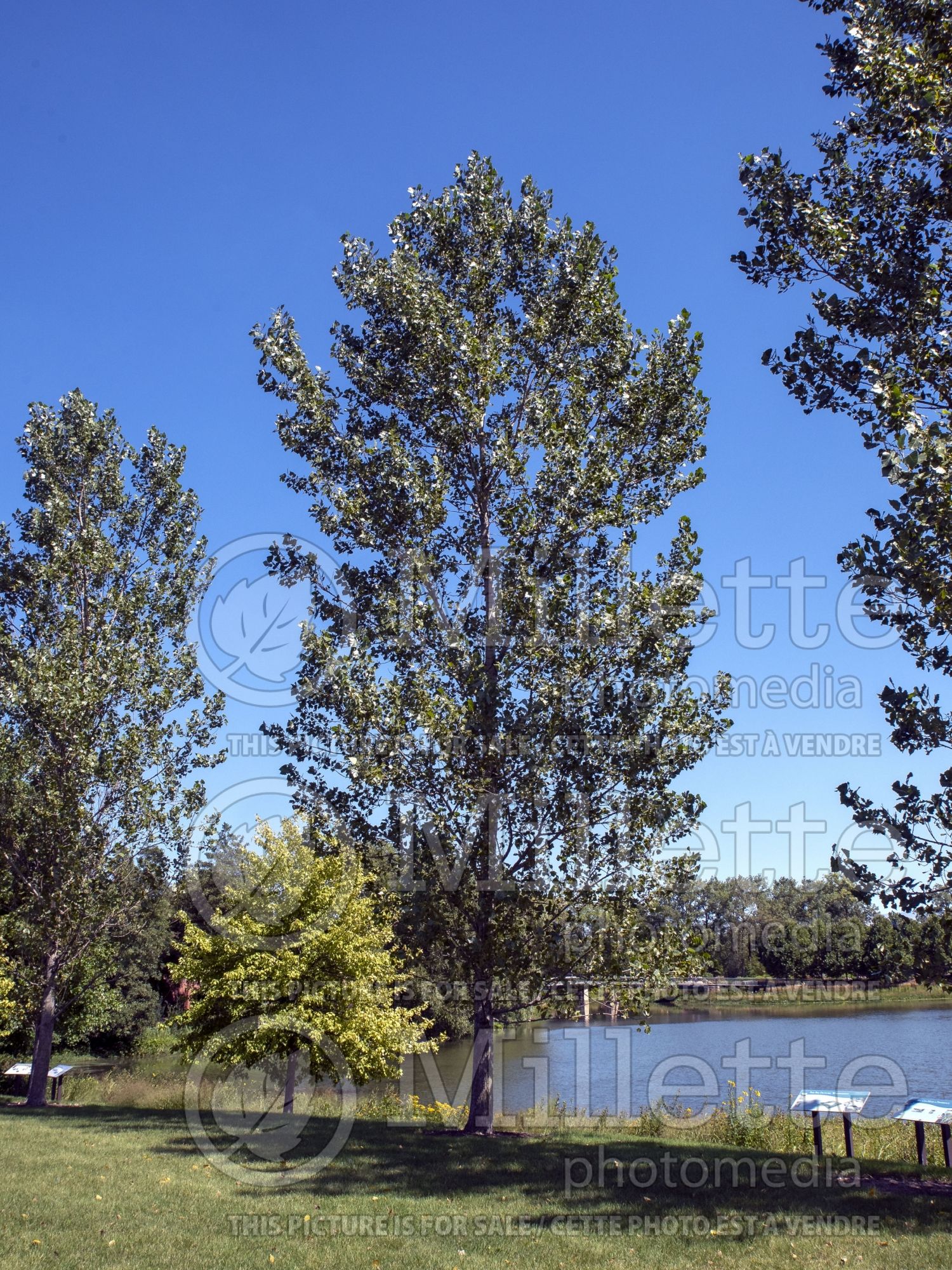 Populus Siouxland (Eastern Cottonwood) 2
