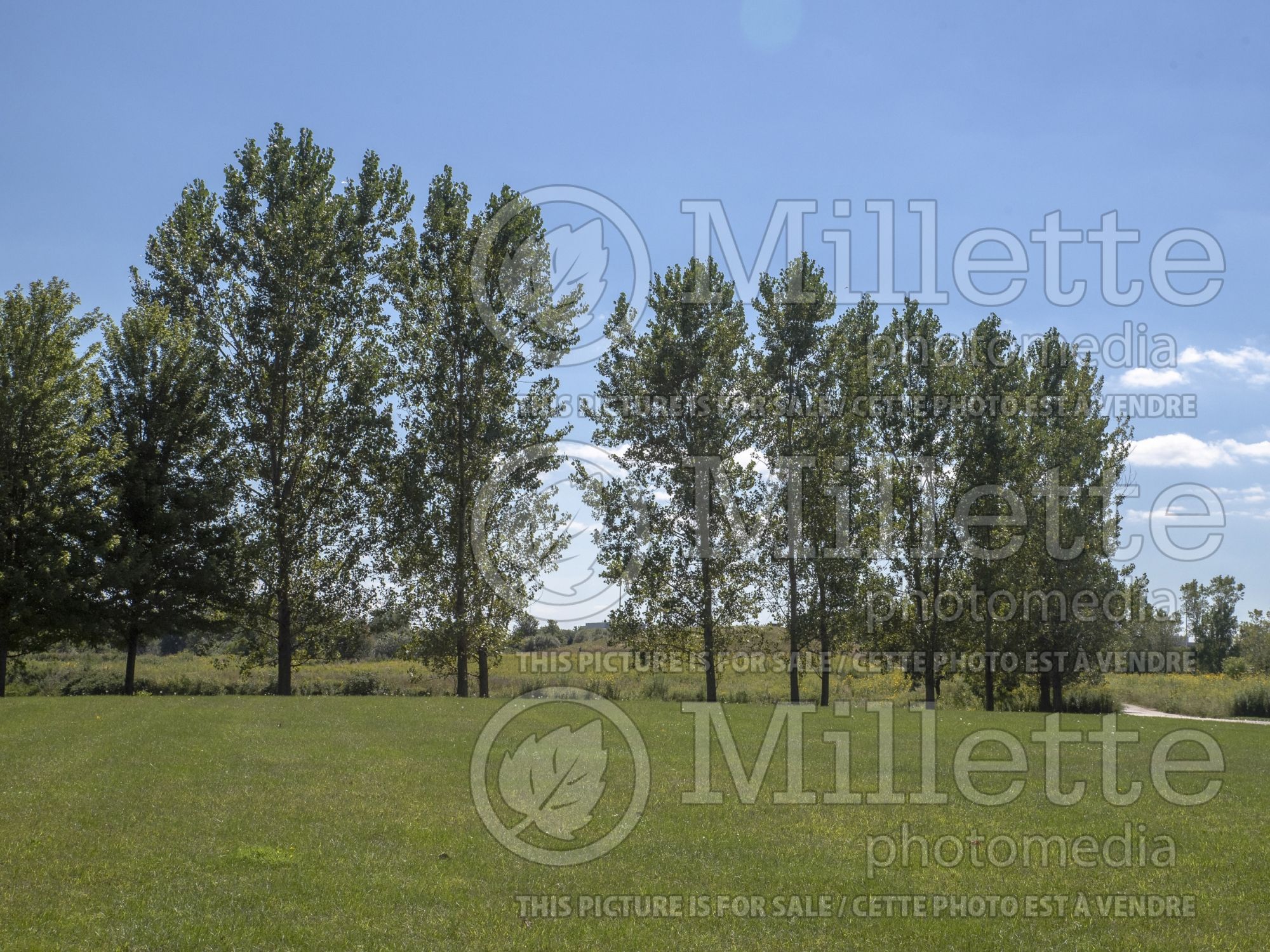 Populus Siouxland (Eastern Cottonwood) 3