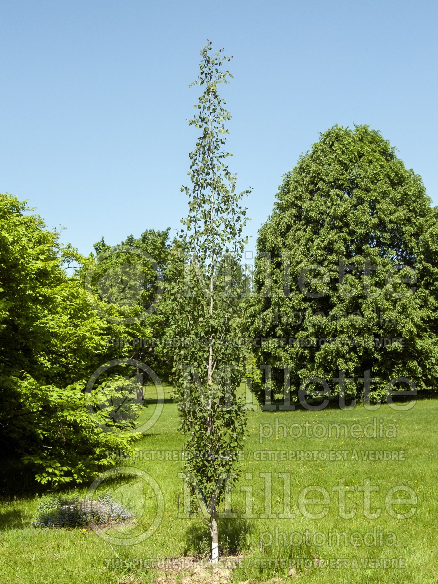 Populus Erecta (Aspen) 2