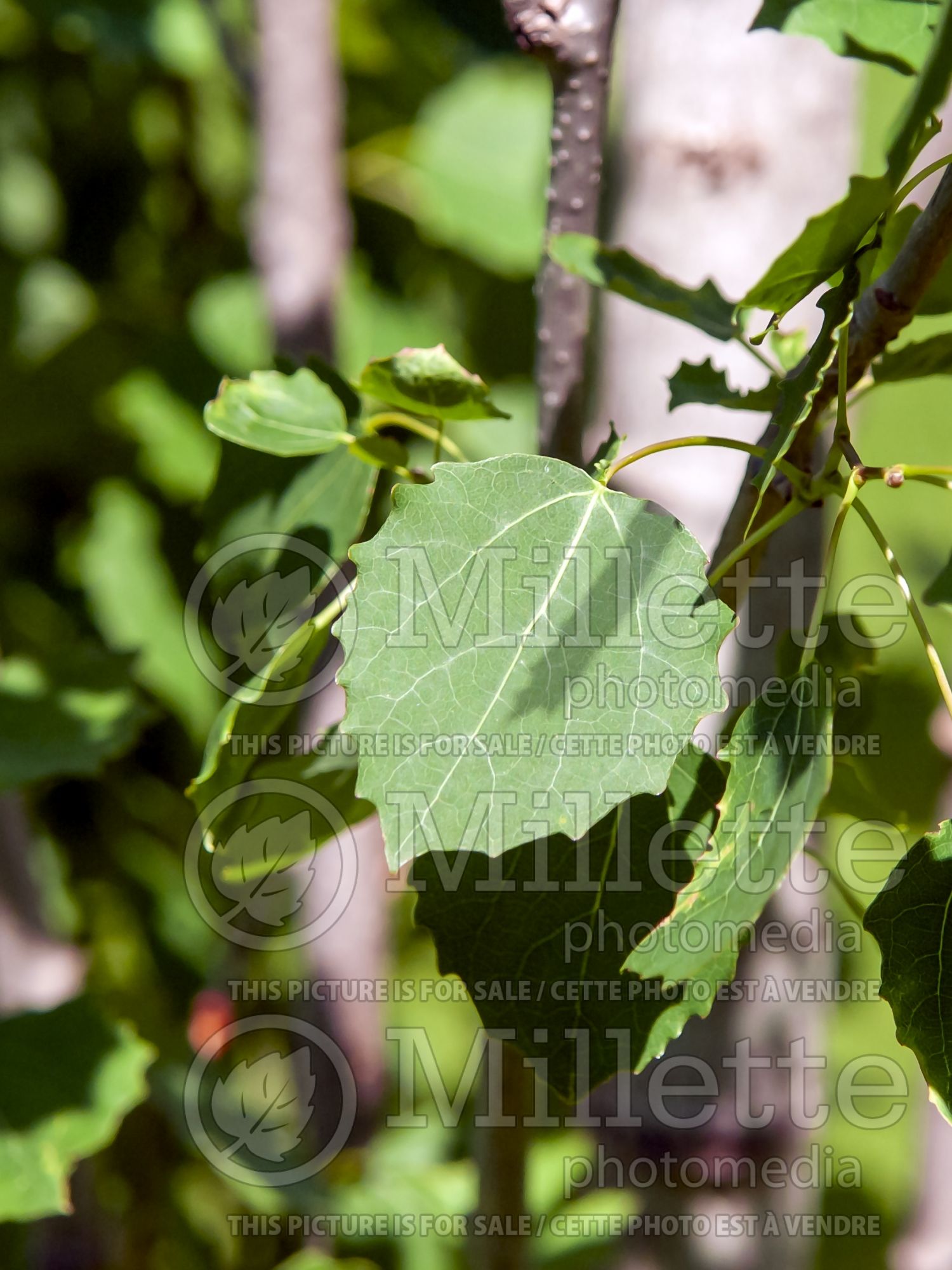 Populus Erecta (Aspen) 3