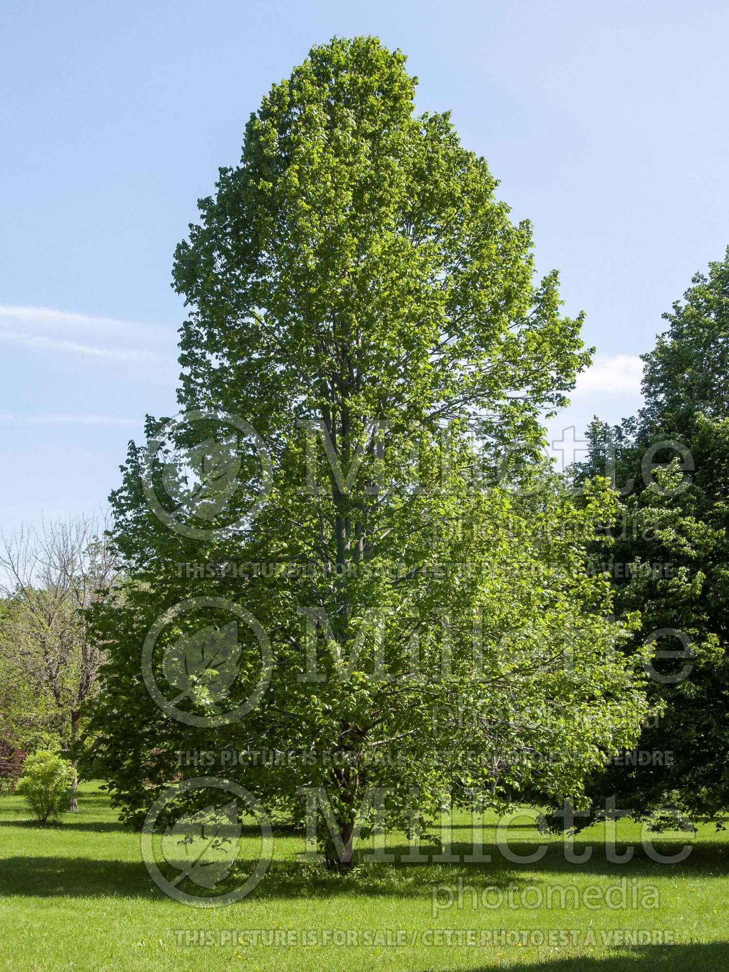 Populus Erecta (Aspen) 4