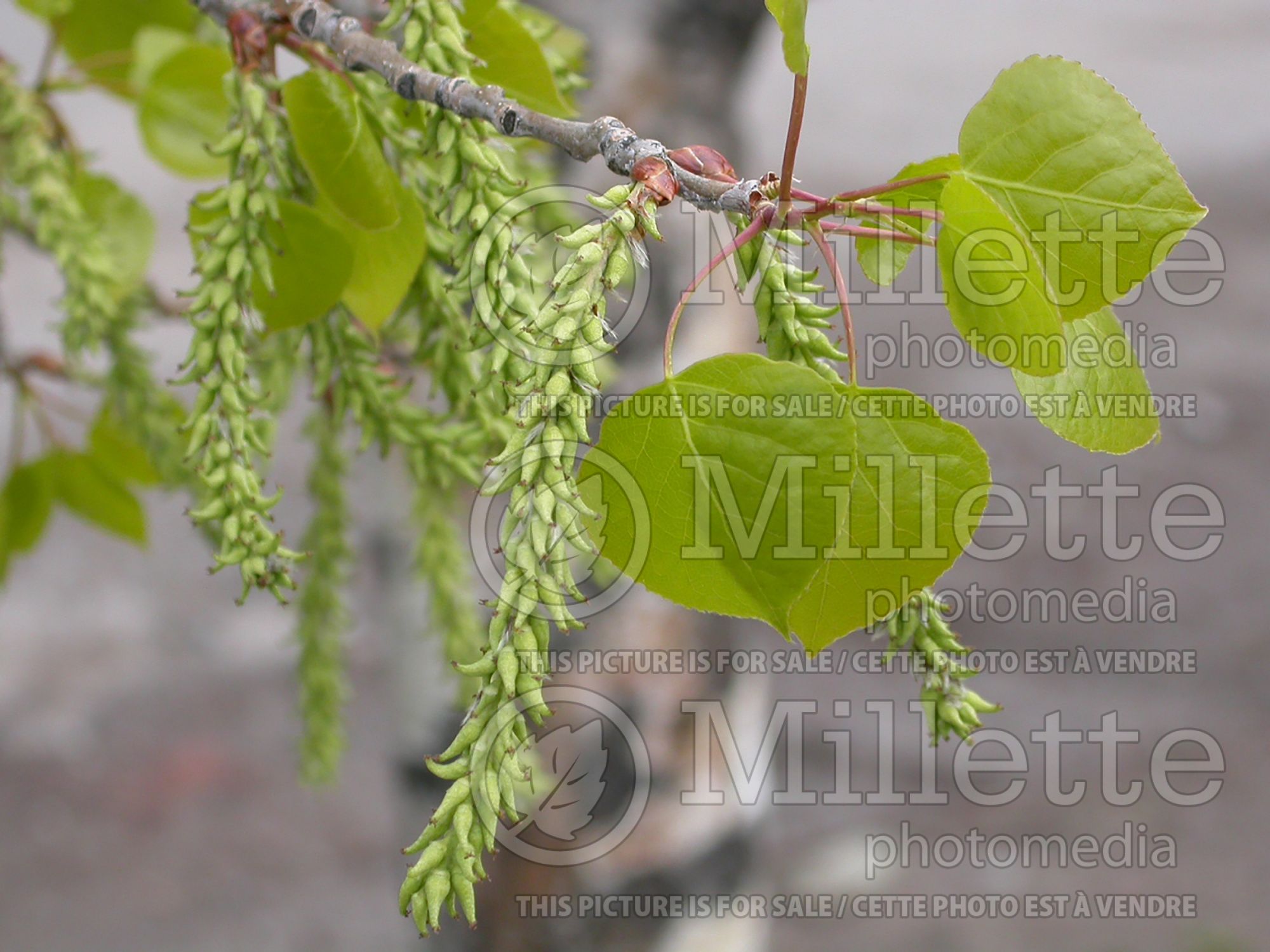 Populus tremuloides (Quaking Aspen) 10