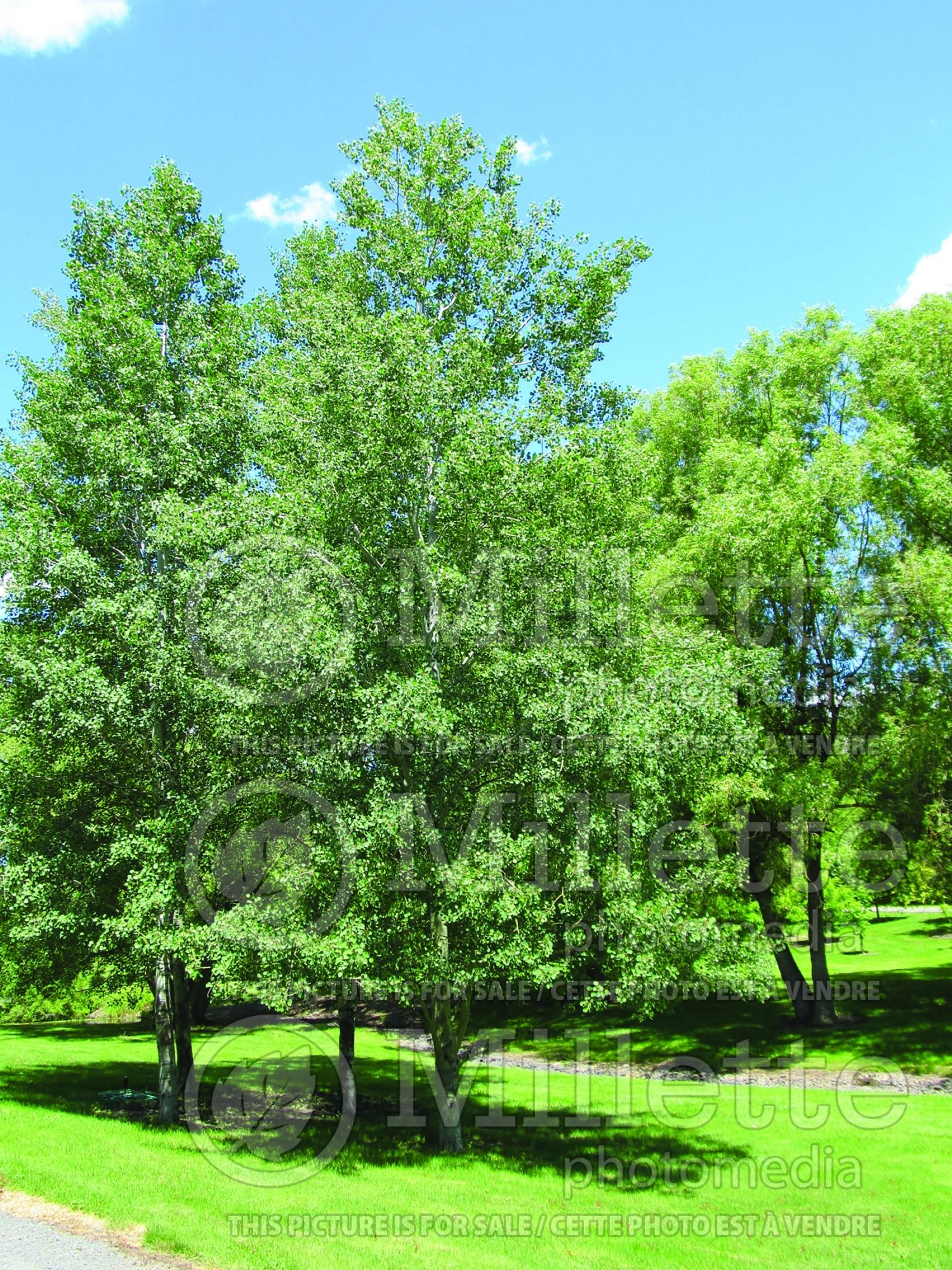 Populus tremuloides (Quaking Aspen) 9