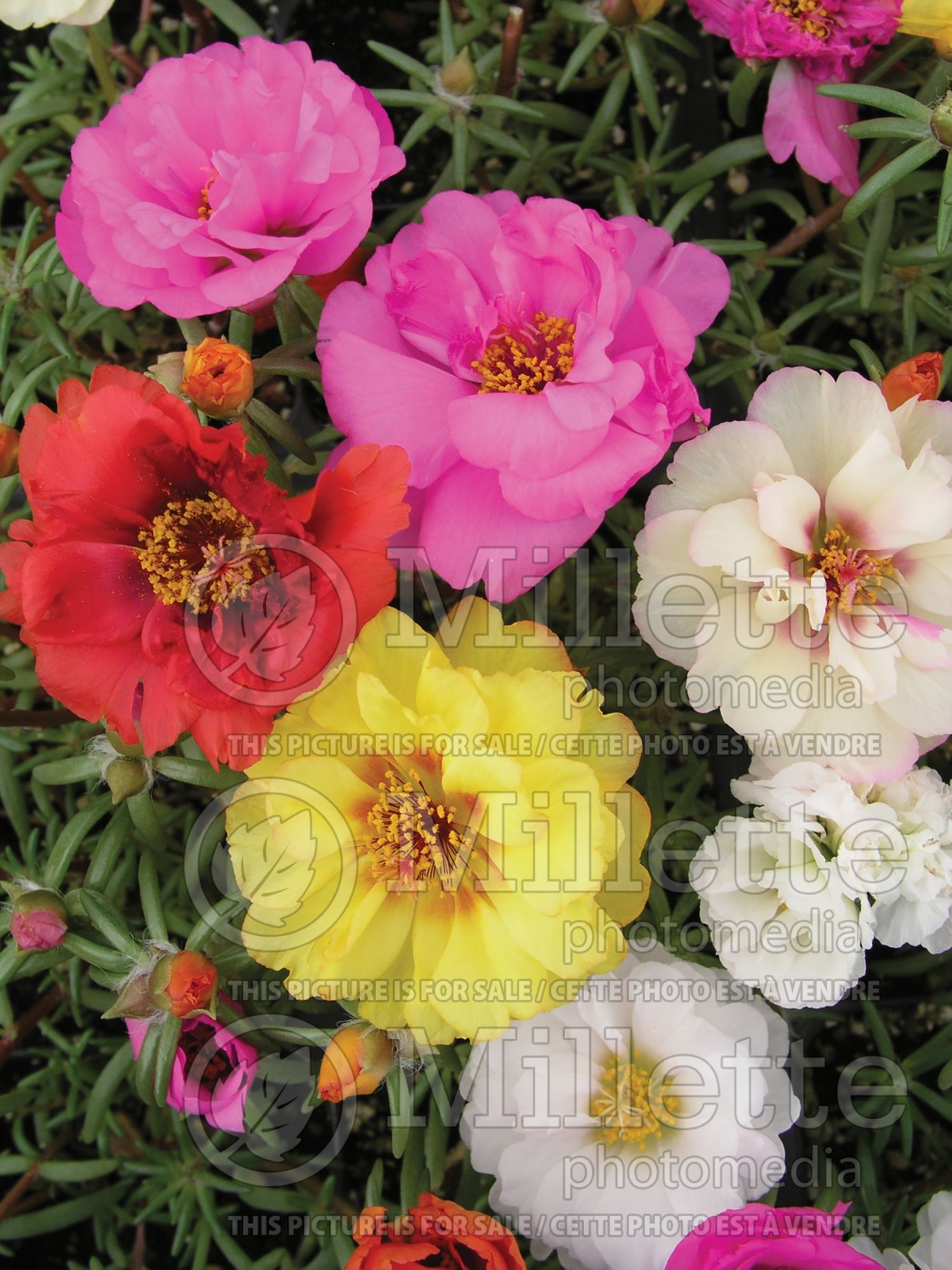 Portulaca Mix (Moss Rose) 1