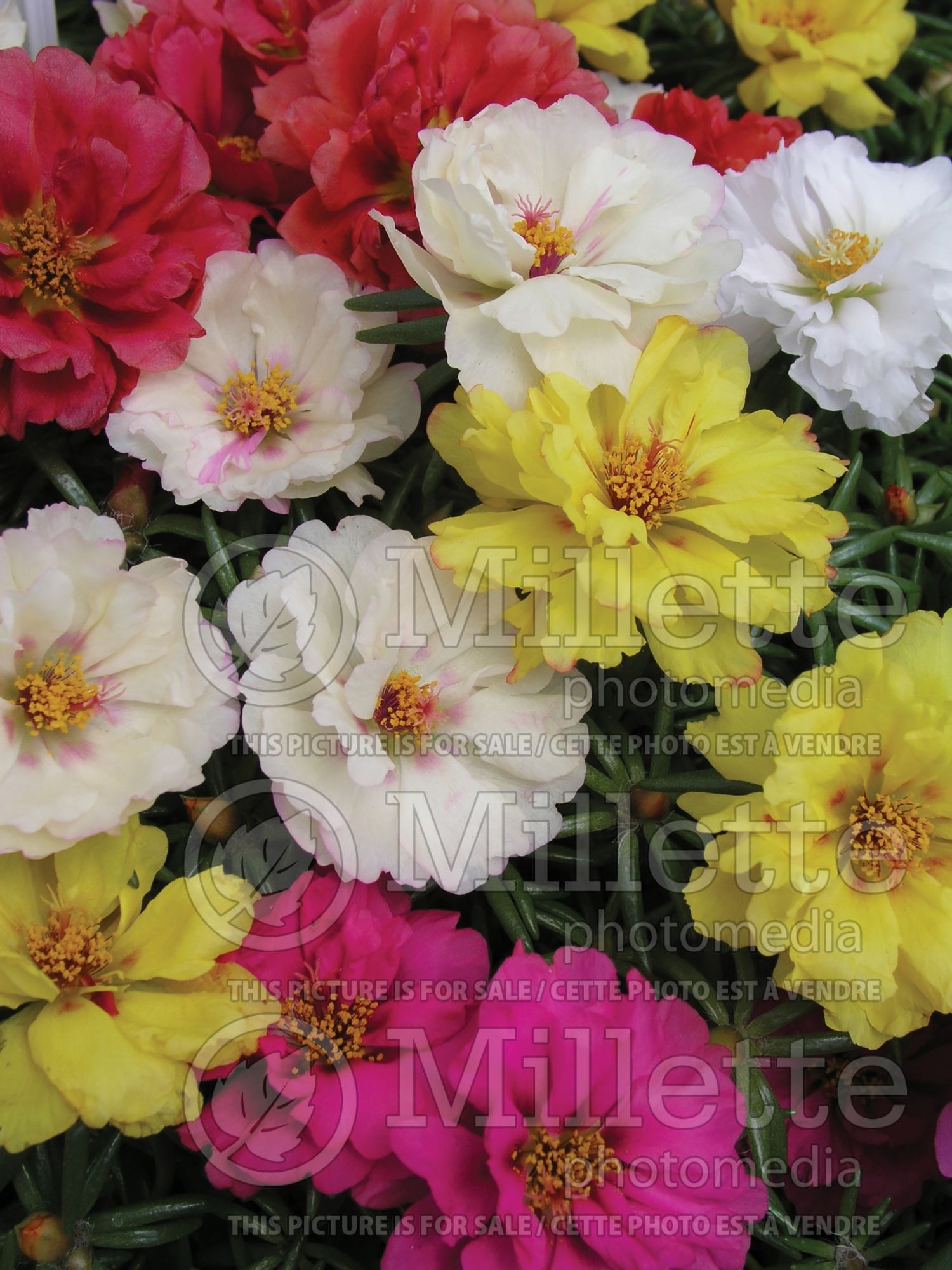 Portulaca Margarita (Moss Rose) 1