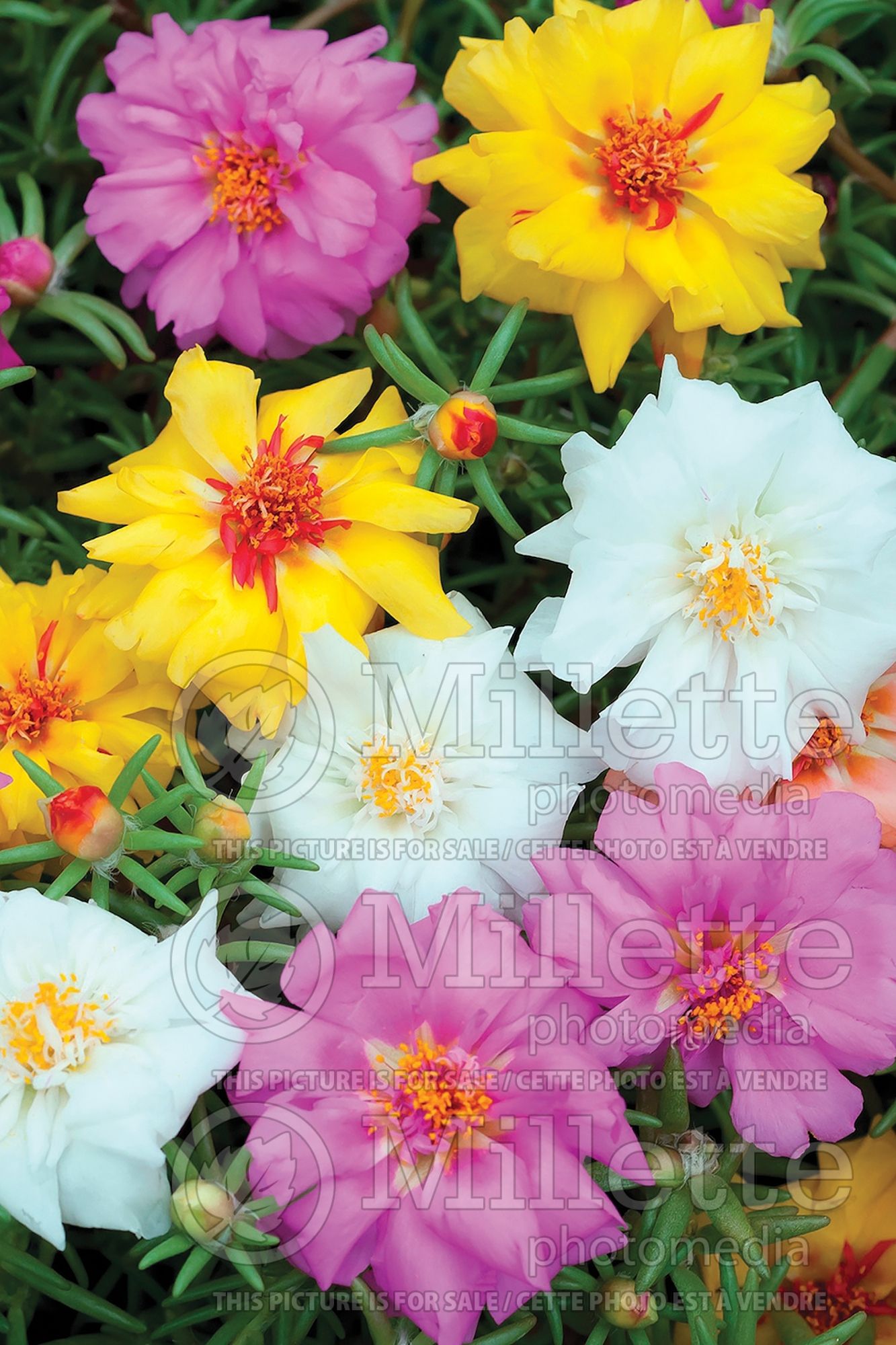 Portulaca grandiflora (Moss Rose) 2
