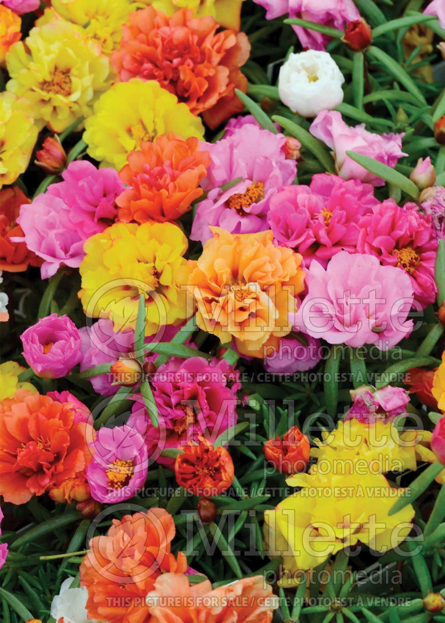 Portulaca grandiflora (Moss Rose) 3