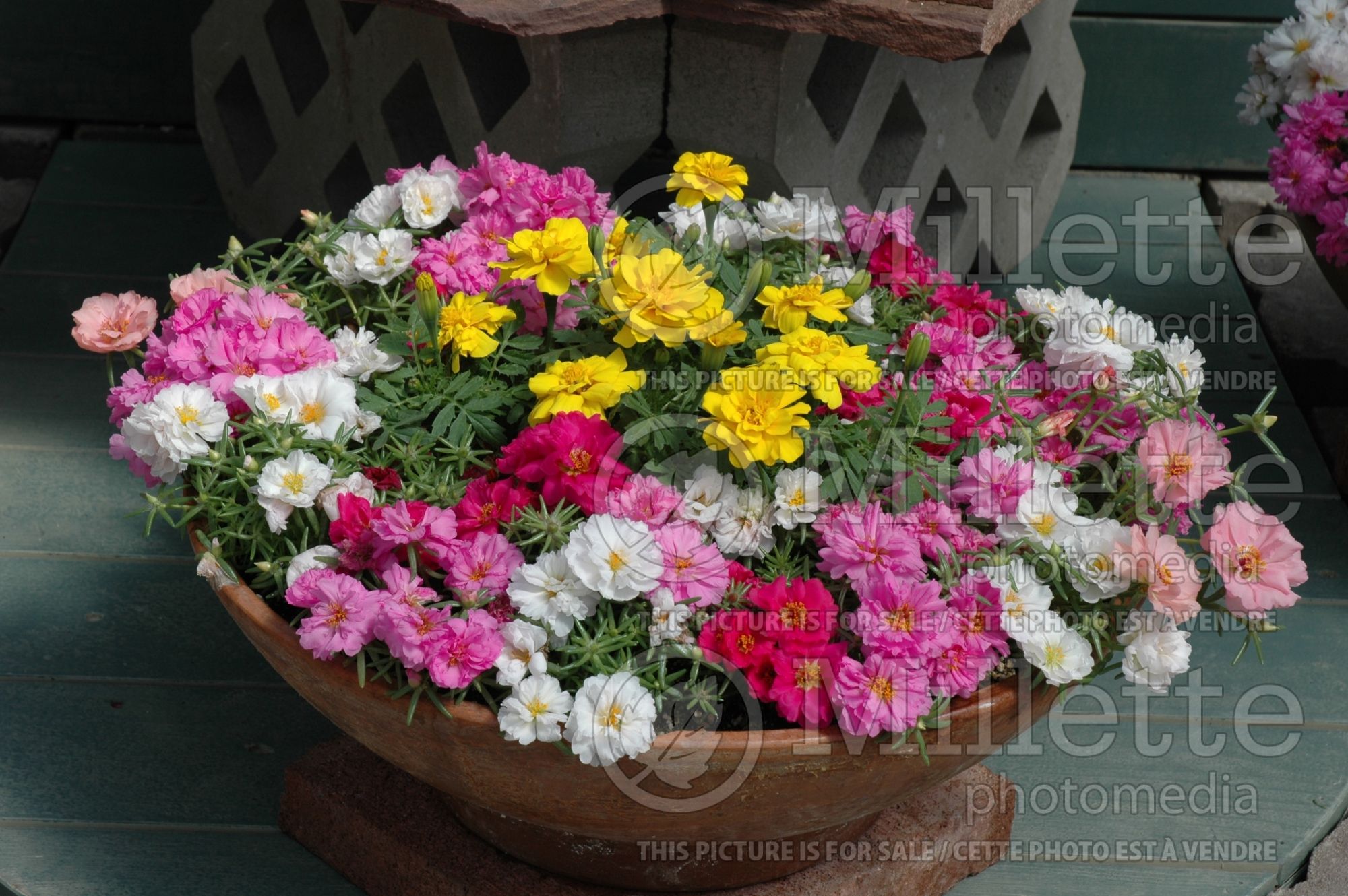 Portulaca Stopwatch (Moss Rose) 1