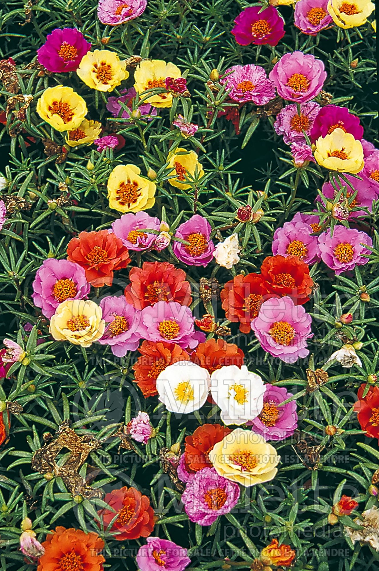 Portulaca Sundial (Moss Rose) 1