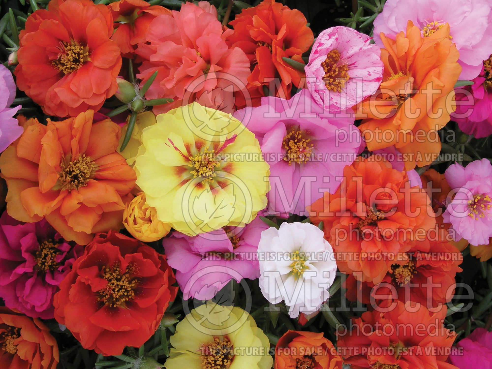 Portulaca Sundial (Moss Rose) 2